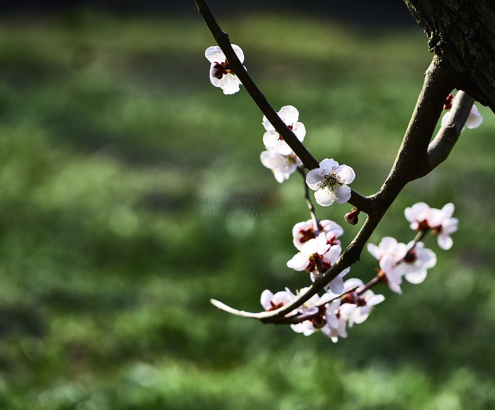 Sony a6000 sample photo. Spring with green  photography