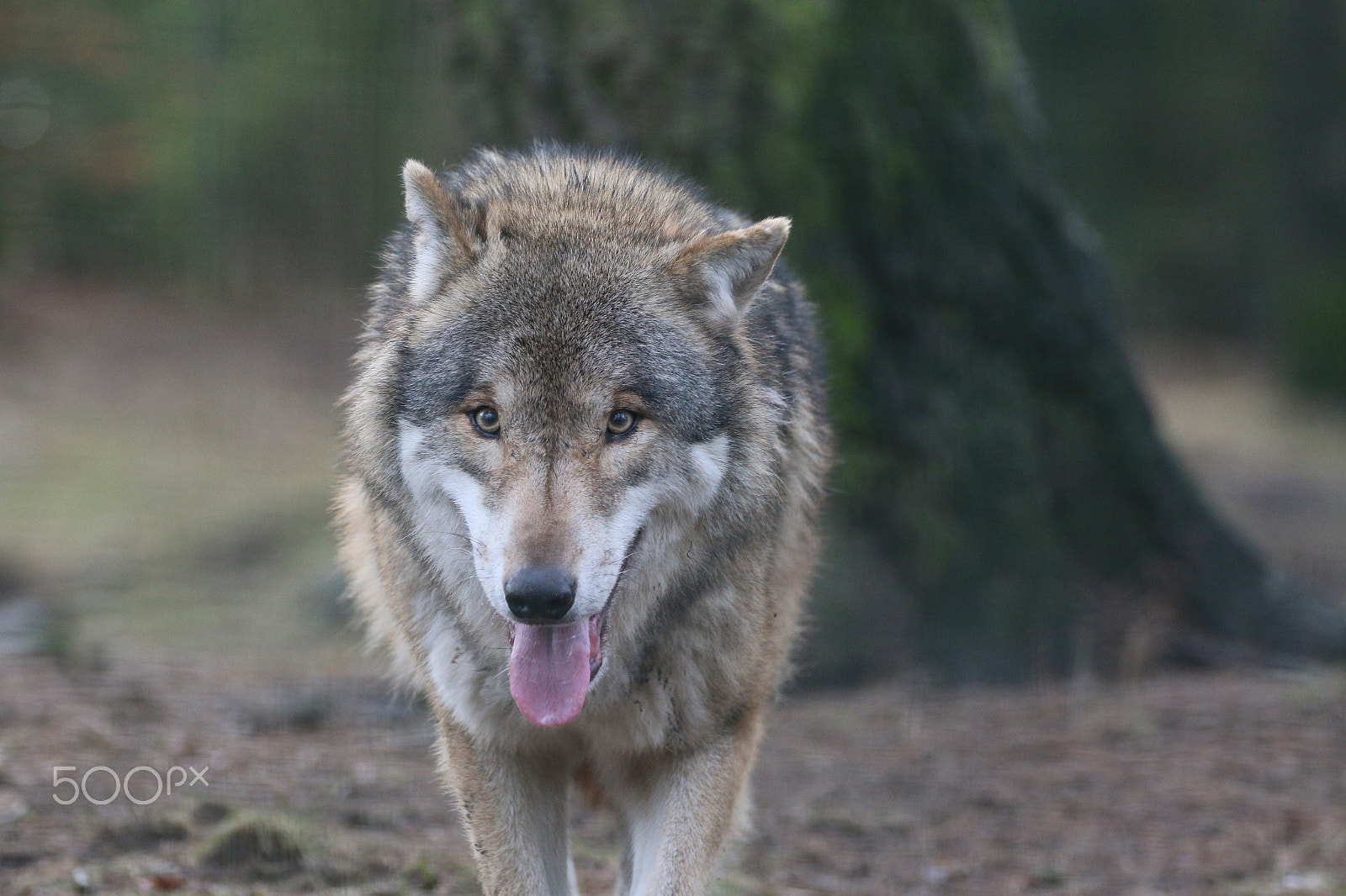 Sigma 150-600mm F5-6.3 DG OS HSM | C sample photo. Frontal photography