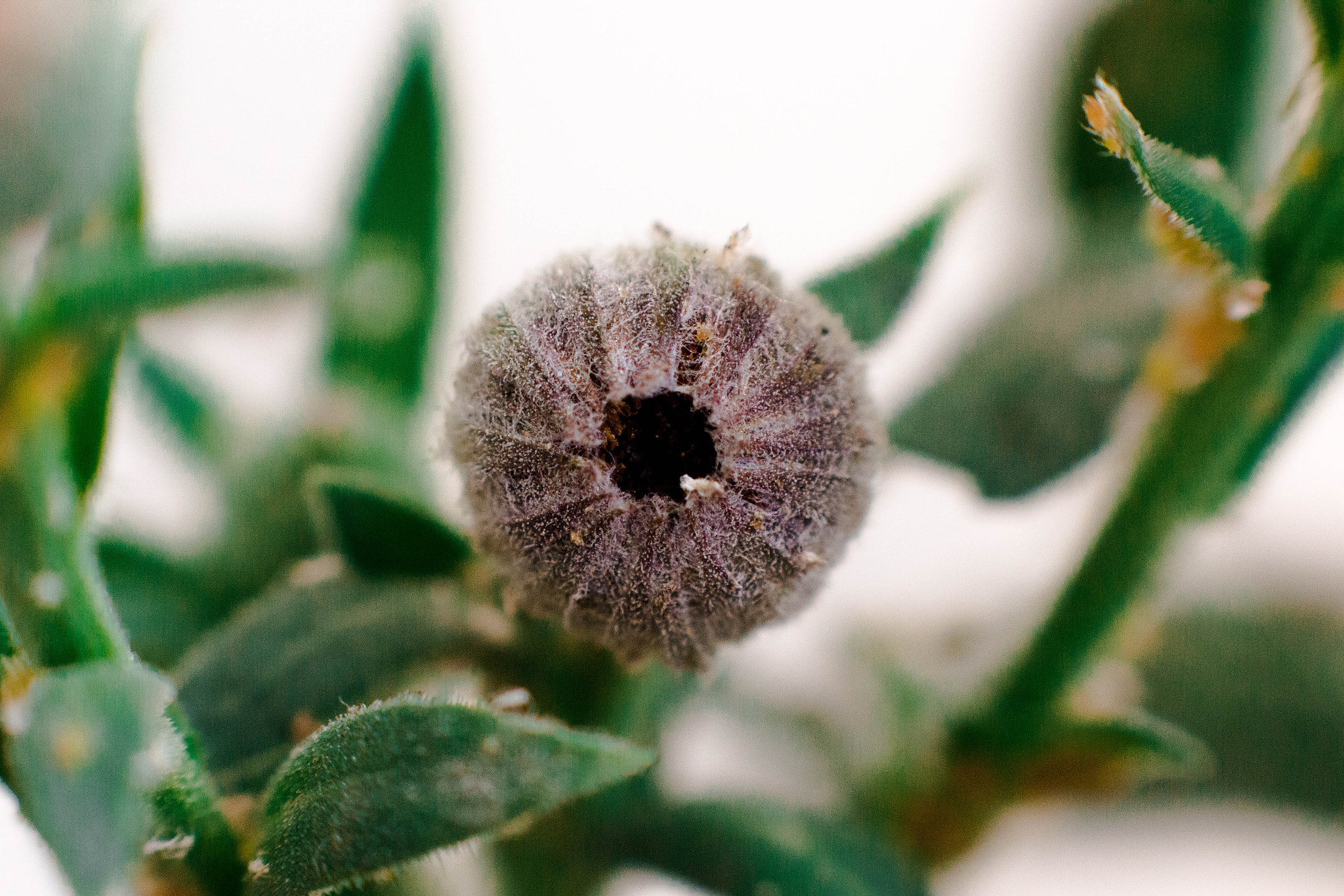 Canon EOS 70D + Canon EF 85mm F1.8 USM sample photo. Close up beatutiful flower photography