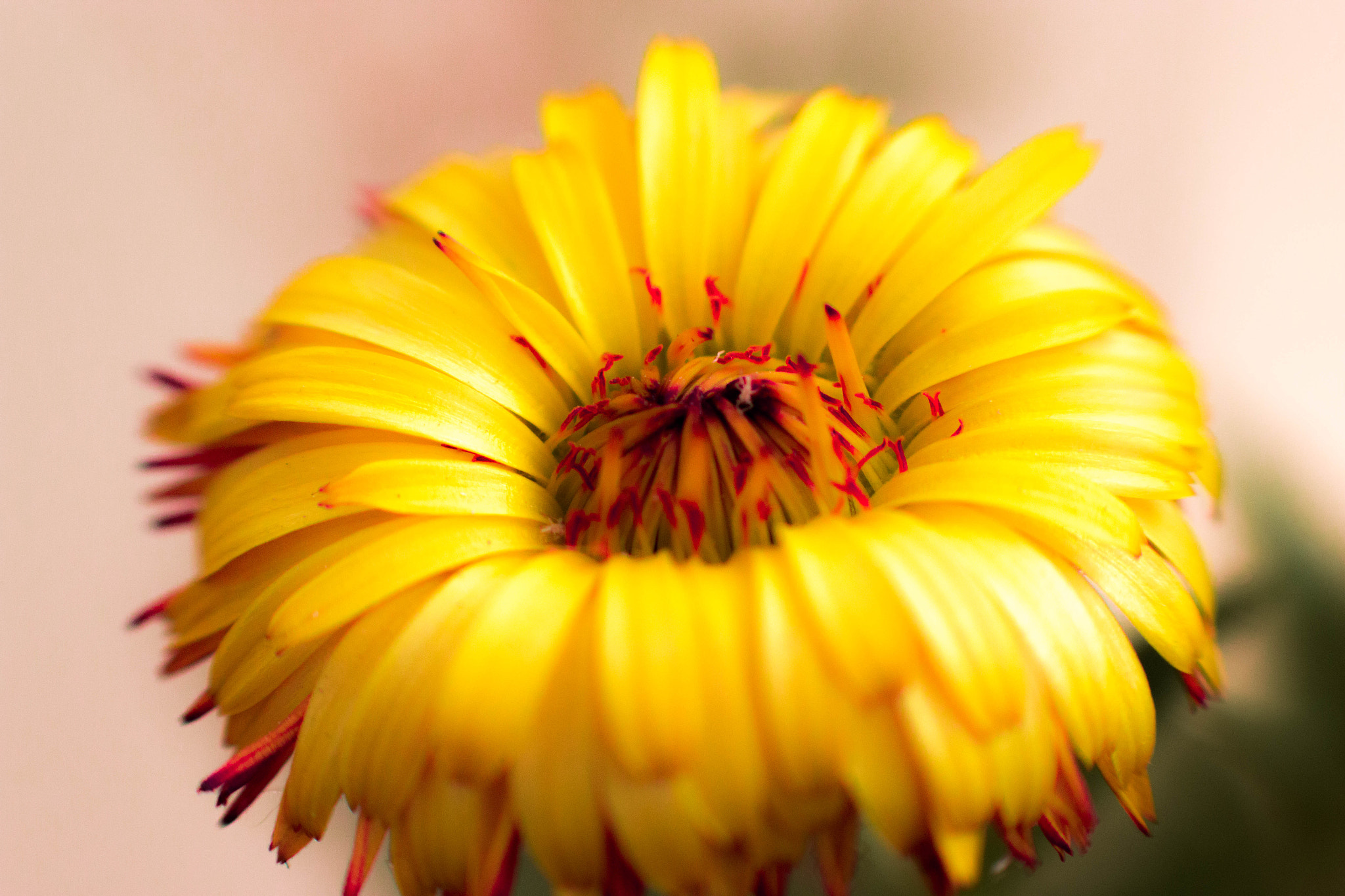 Canon EOS 70D + Canon EF 85mm F1.8 USM sample photo. Little flower photography