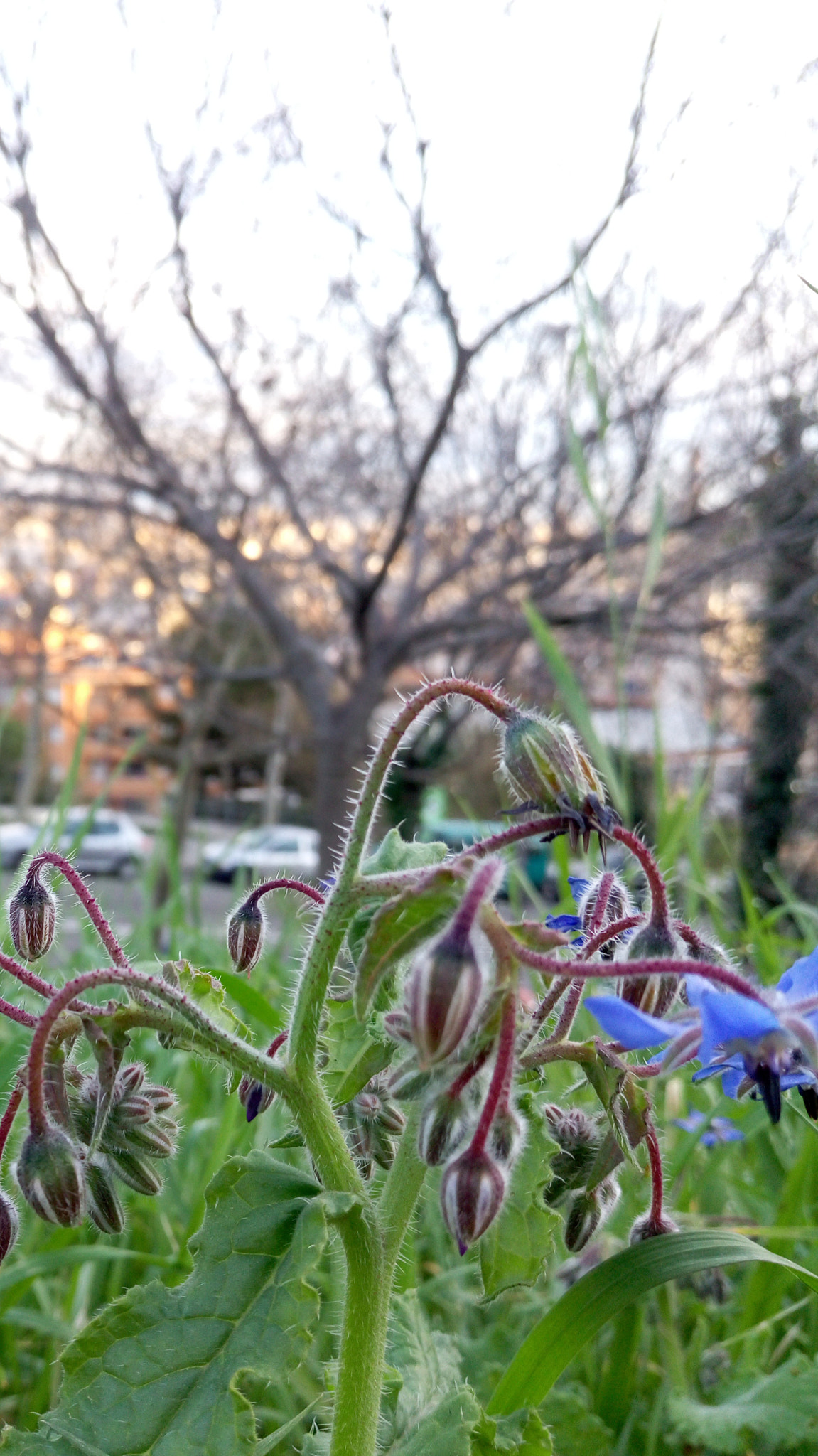 Meizu MX5 sample photo