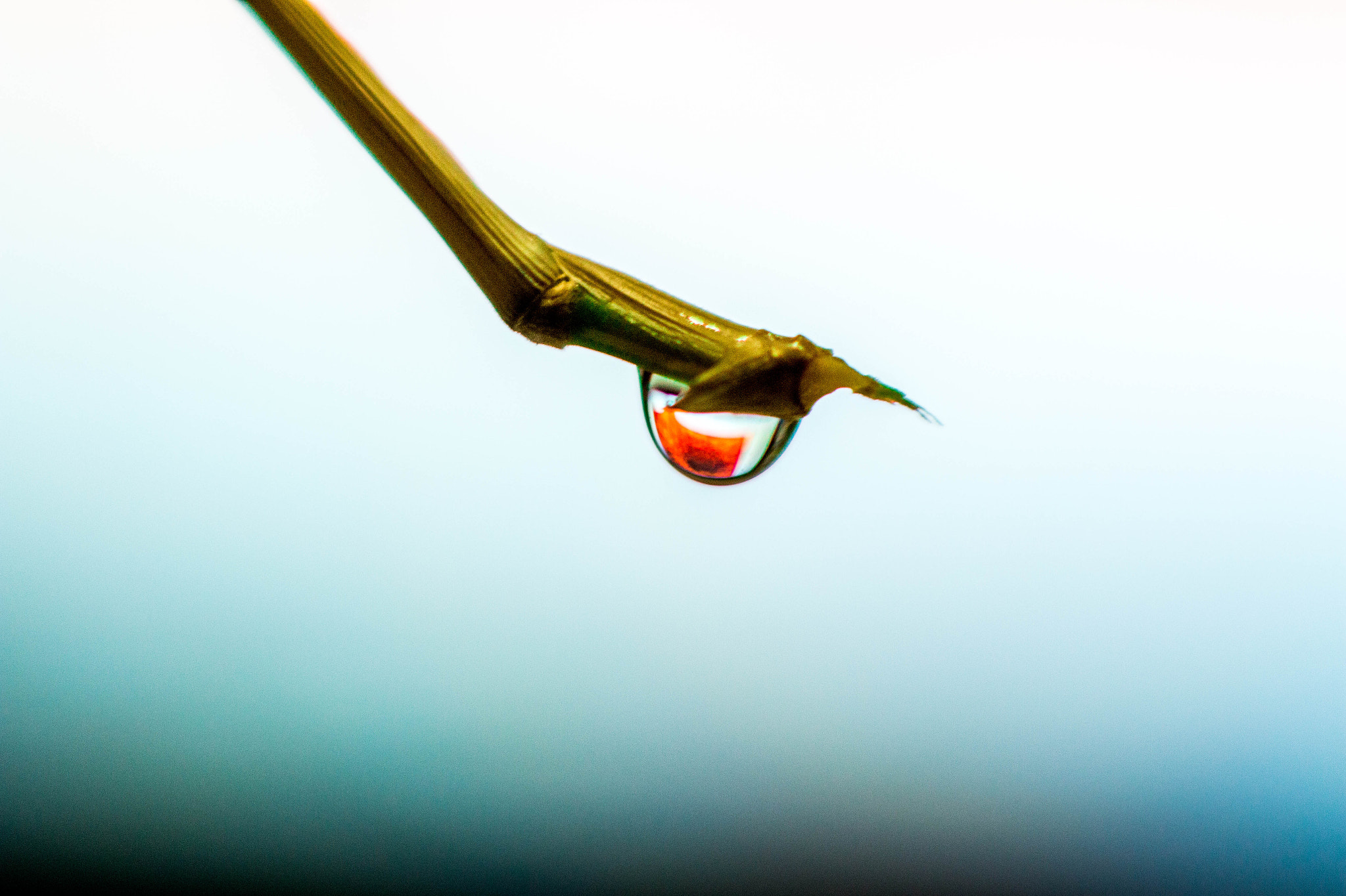 Canon EOS 70D sample photo. Waterdrop macro photograph photography