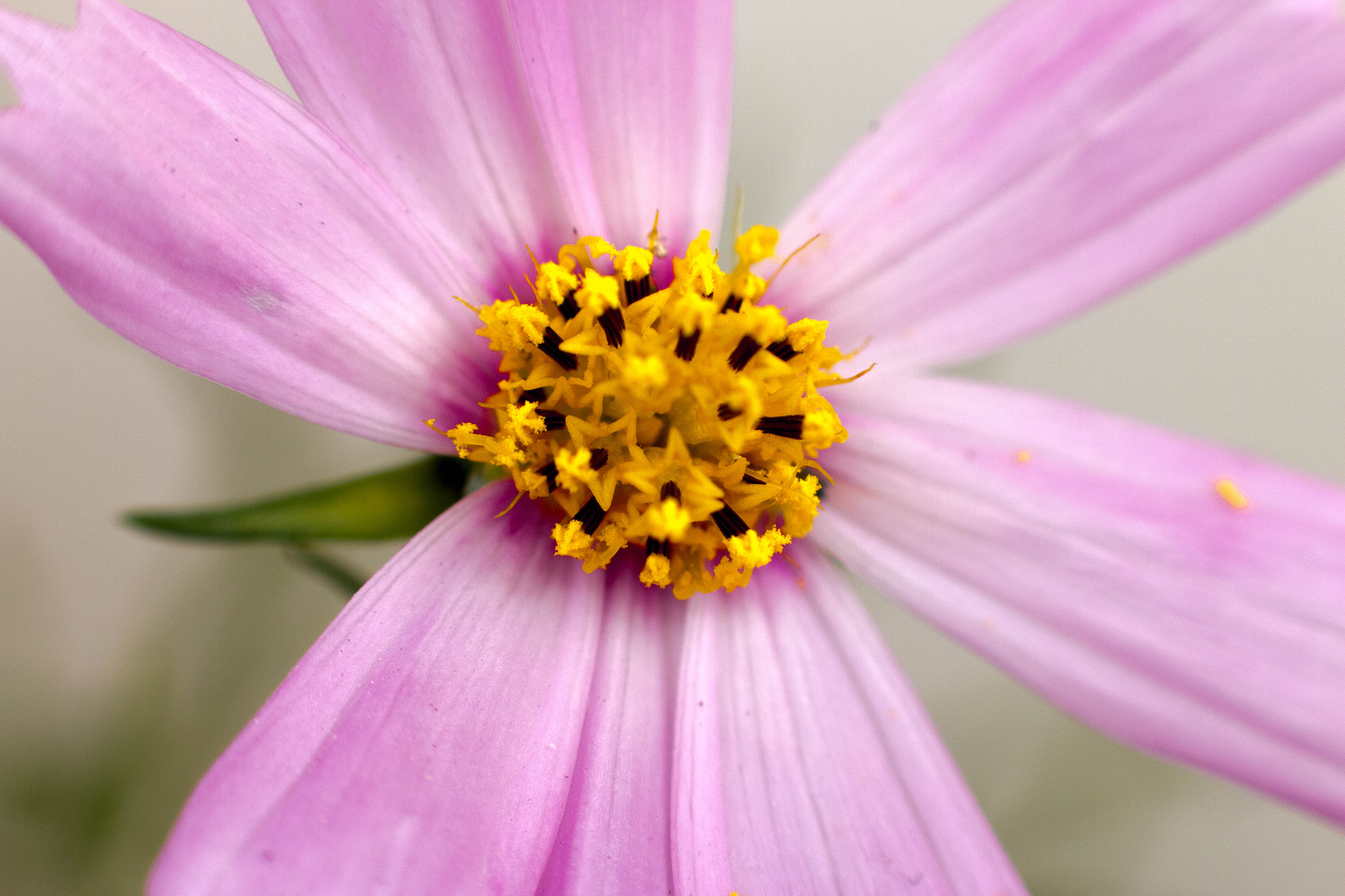 Canon EOS 70D + Canon EF 85mm F1.8 USM sample photo. Img photography
