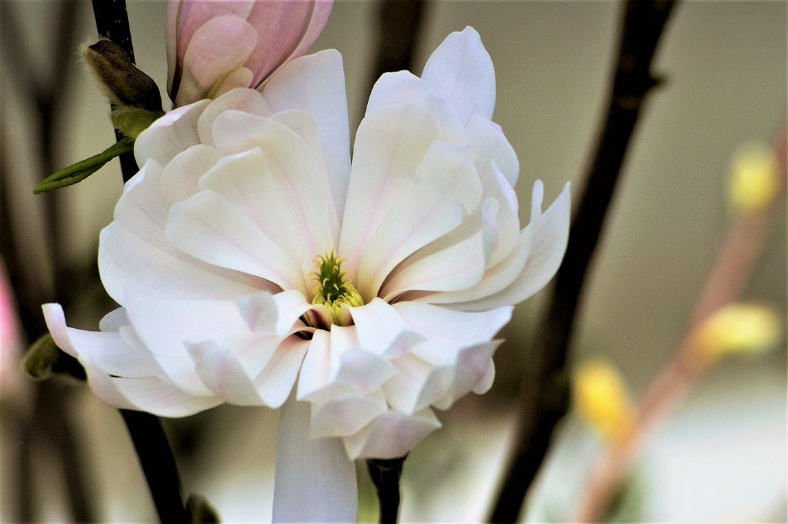 Pentax K100D Super sample photo. ()a very nice flower photograph. photography