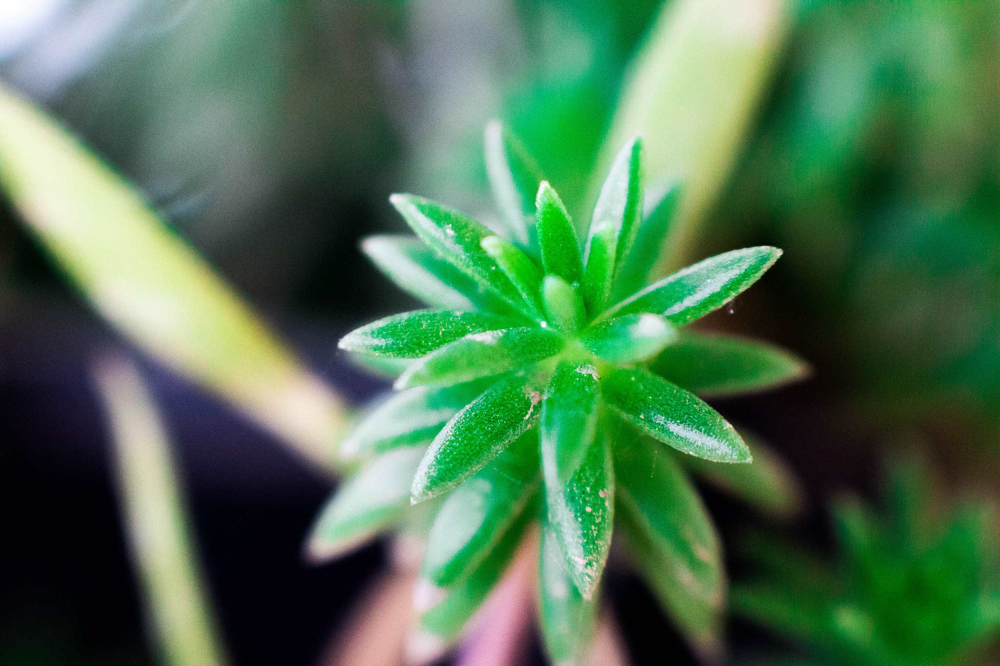 Canon EOS 70D + Canon EF 85mm F1.8 USM sample photo. Img photography