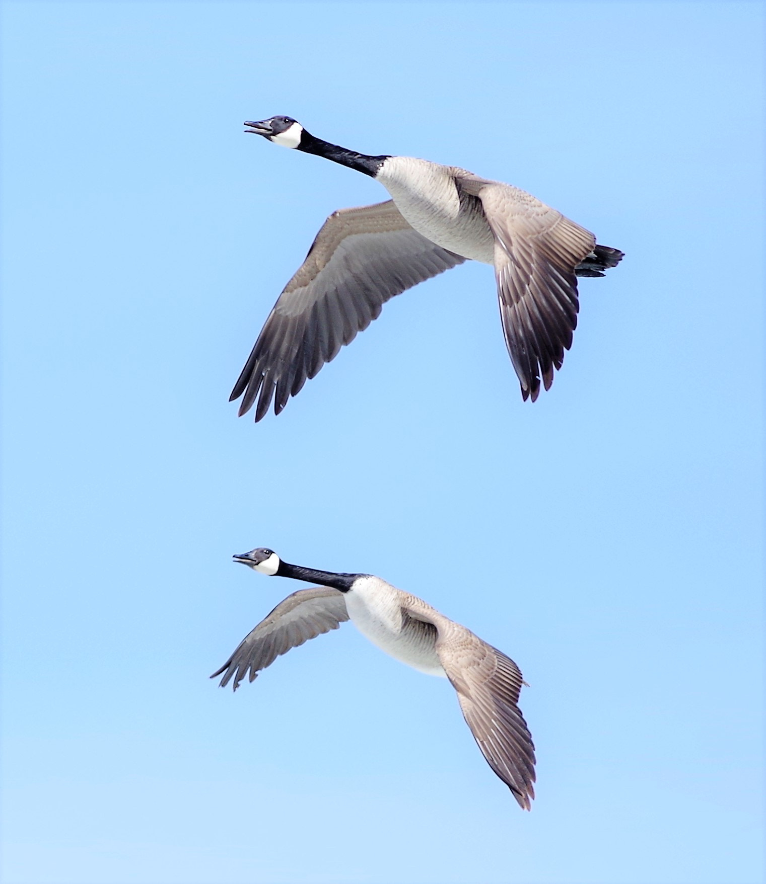 smc PENTAX-DA L 55-300mm F4-5.8 ED sample photo. Geese photography