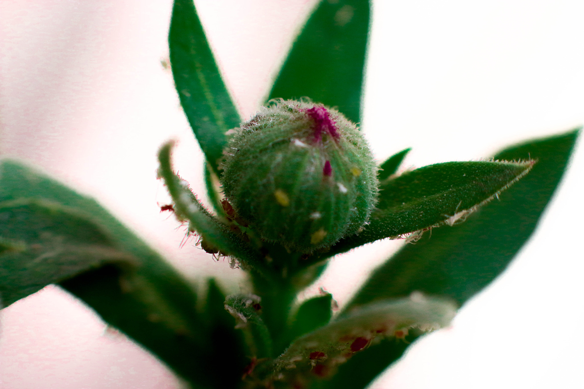 Canon EOS 70D + Canon EF 85mm F1.8 USM sample photo. Unknown green flower photography