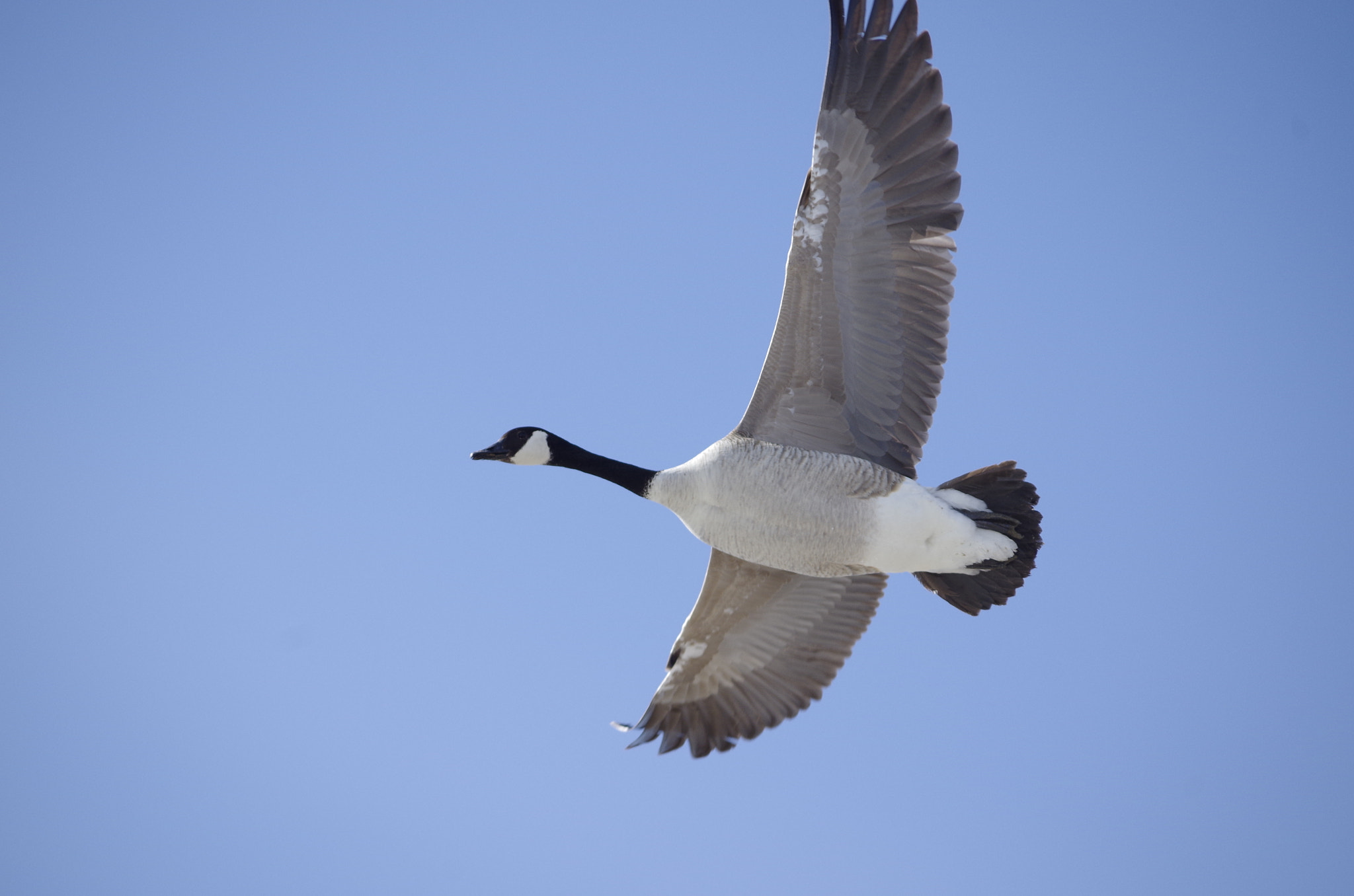 smc PENTAX-DA L 55-300mm F4-5.8 ED sample photo. Feather photography