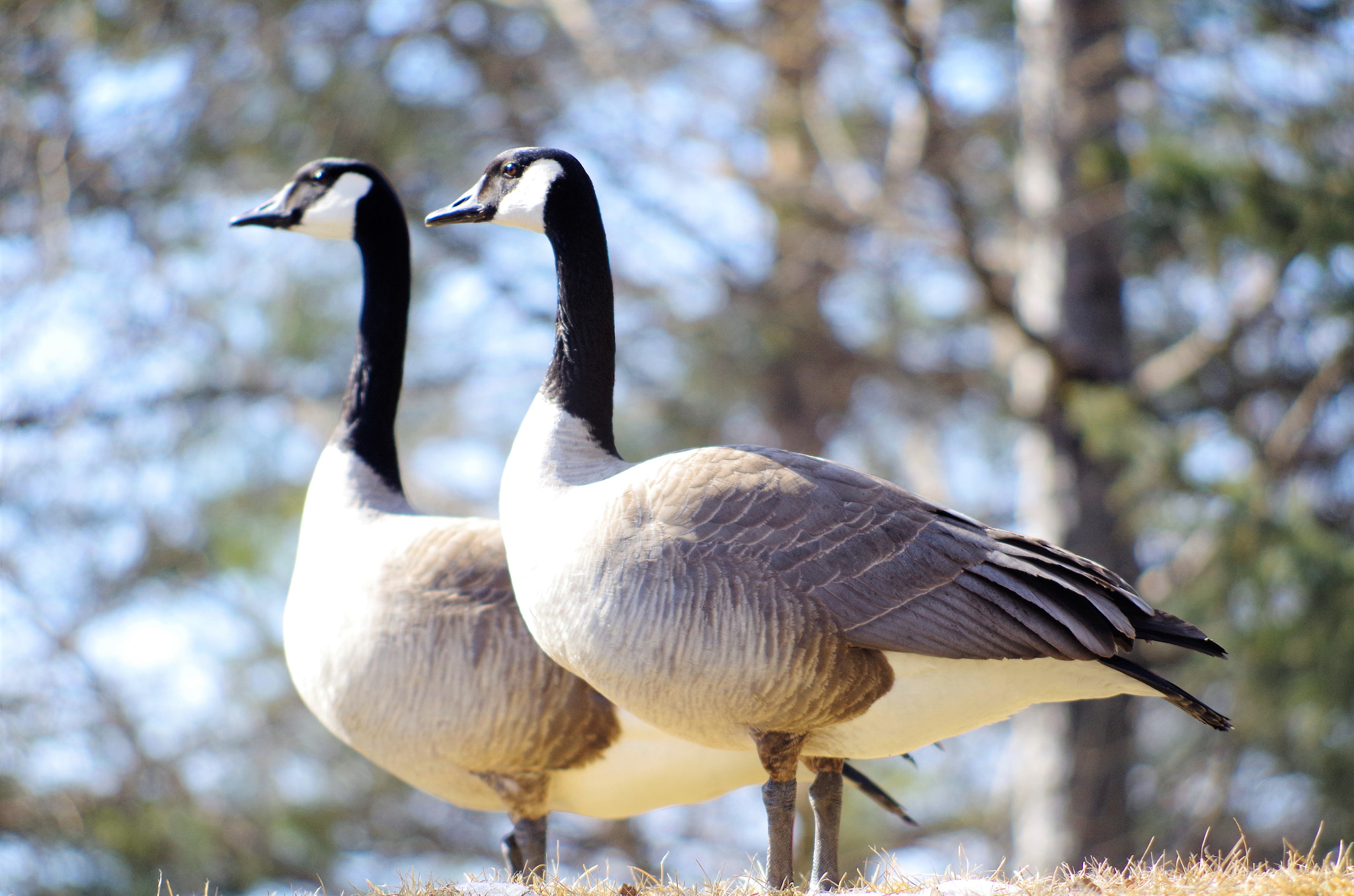 smc PENTAX-DA L 55-300mm F4-5.8 ED sample photo. Outdoor photography