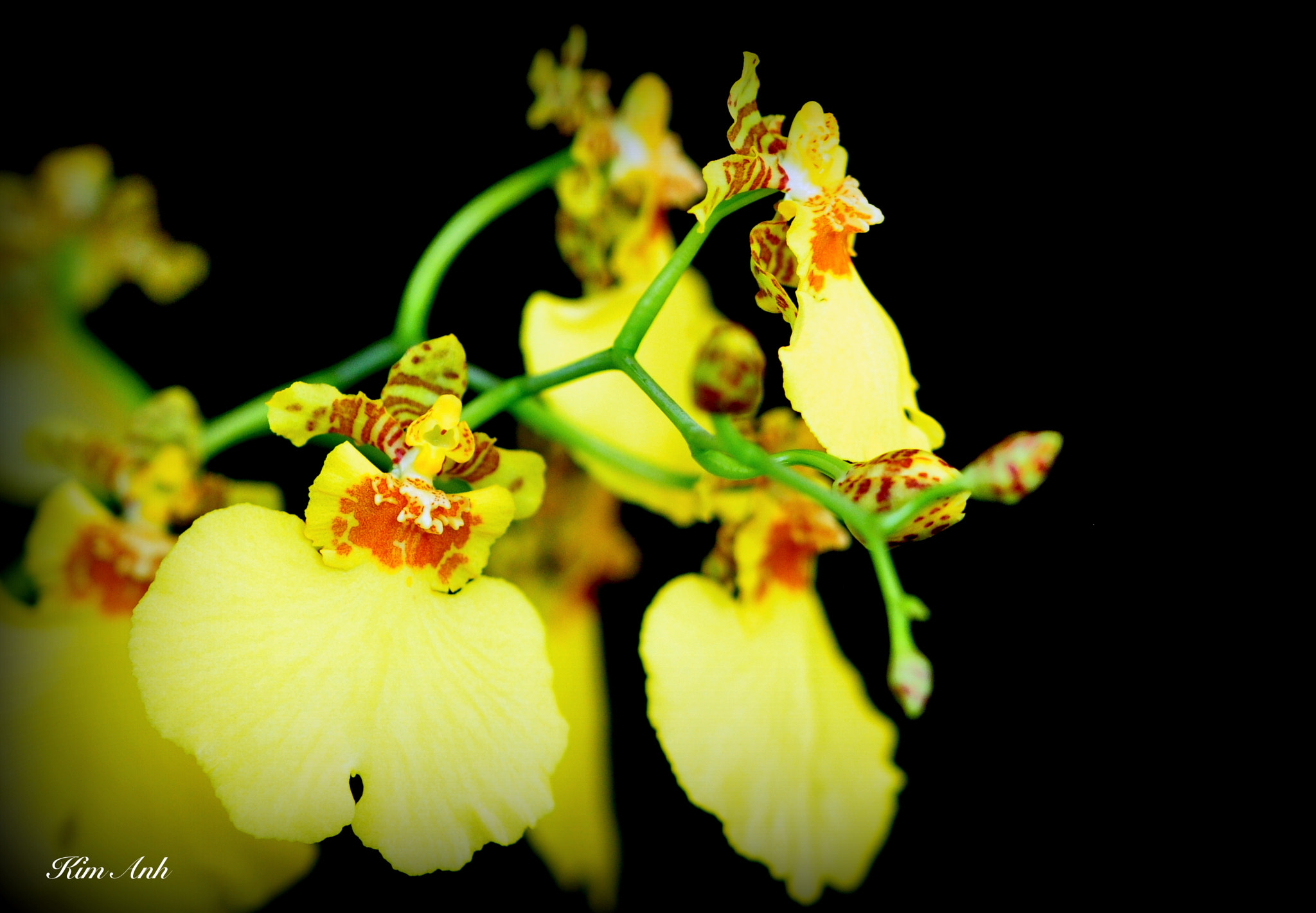 Nikon D90 sample photo. Let's dance! photography