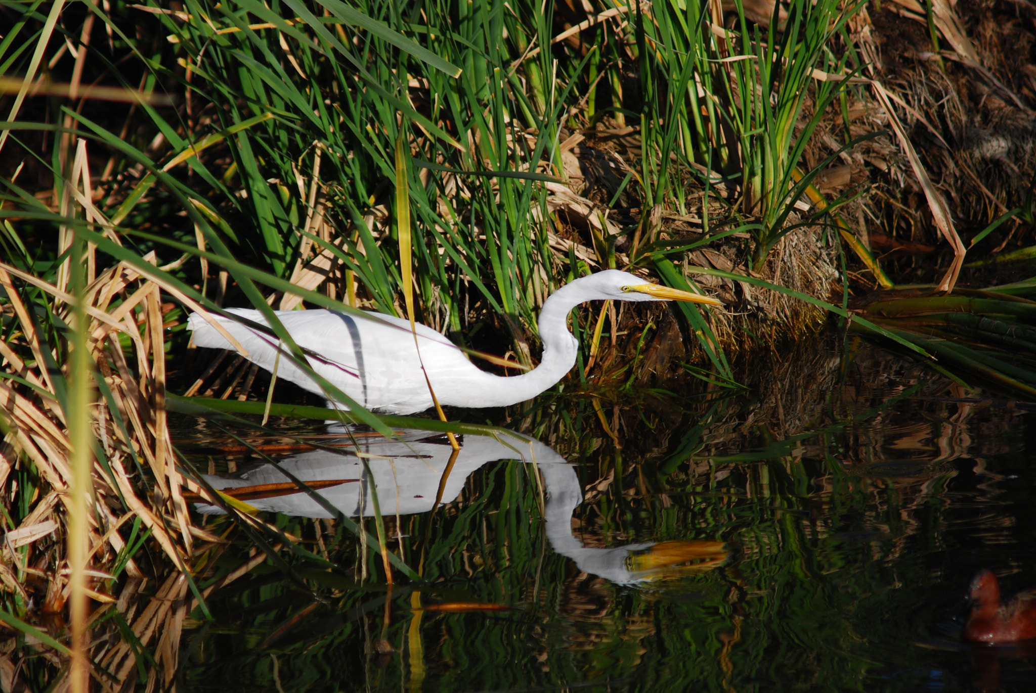 Nikon D80 + AF Zoom-Nikkor 75-300mm f/4.5-5.6 sample photo. Stalking photography