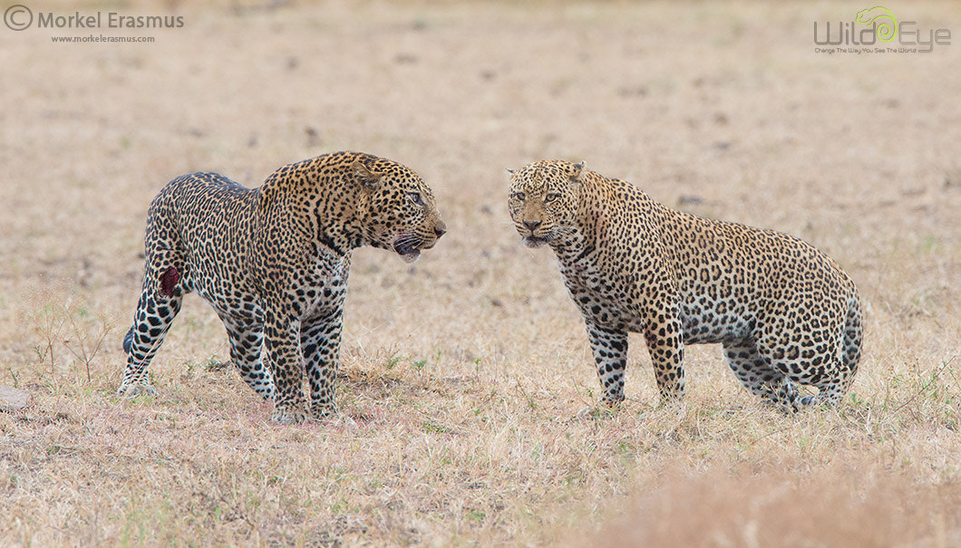 Nikon AF-S Nikkor 400mm F2.8G ED VR II sample photo. Steely staredown photography