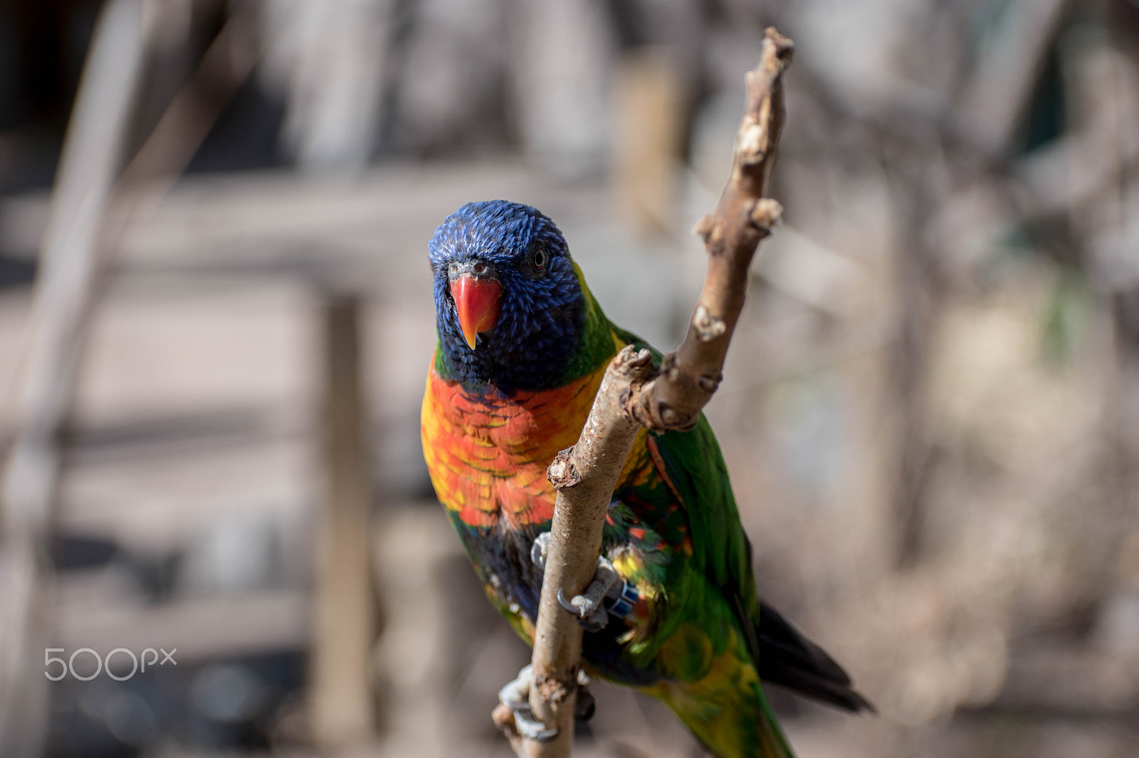 Nikon AF-S Nikkor 70-200mm F2.8G ED VR II sample photo. Denver zoo photography
