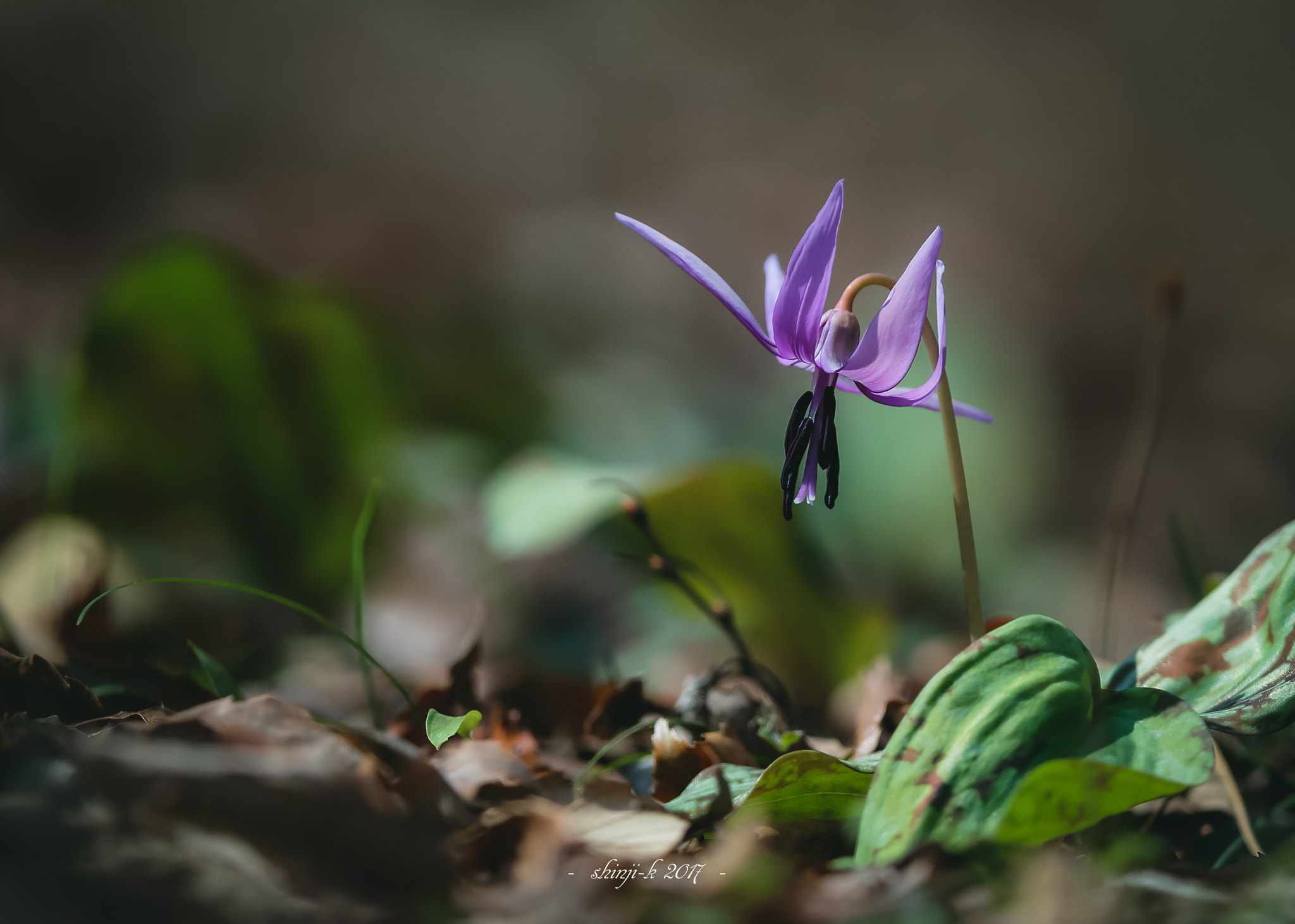 Canon EOS-1D X + Canon EF 400mm F2.8L IS II USM sample photo. Japanese dog's tooth violet photography