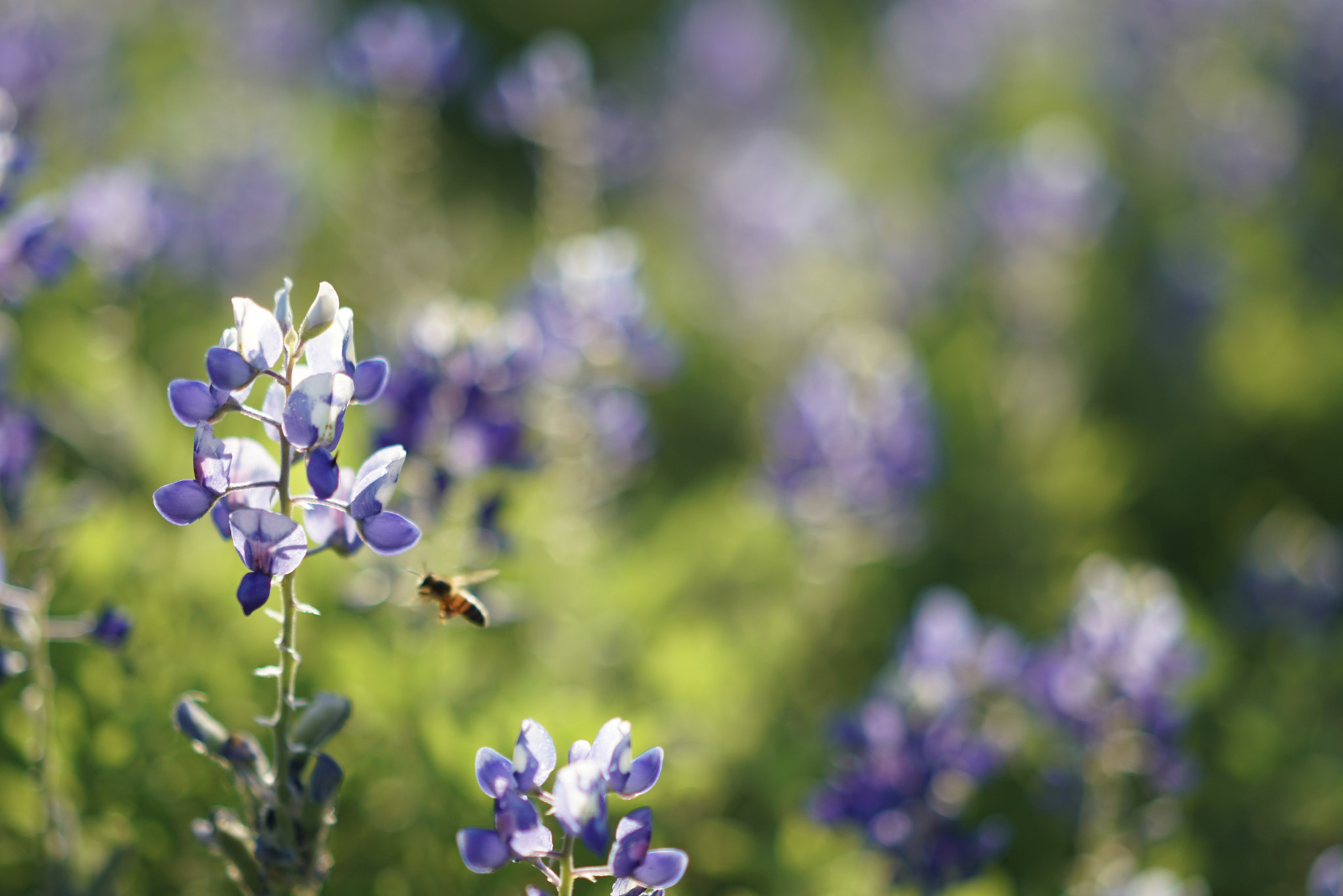 Sony a7R II sample photo. Working-hard bee photography