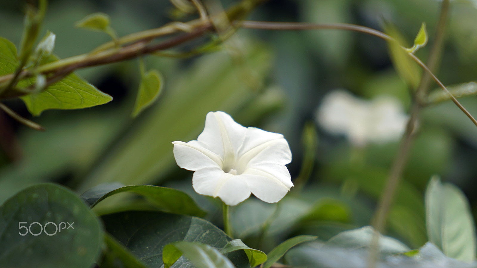 Sony a7S II + Sony Vario Tessar T* FE 24-70mm F4 ZA OSS sample photo. Cooler than me 0322 photography