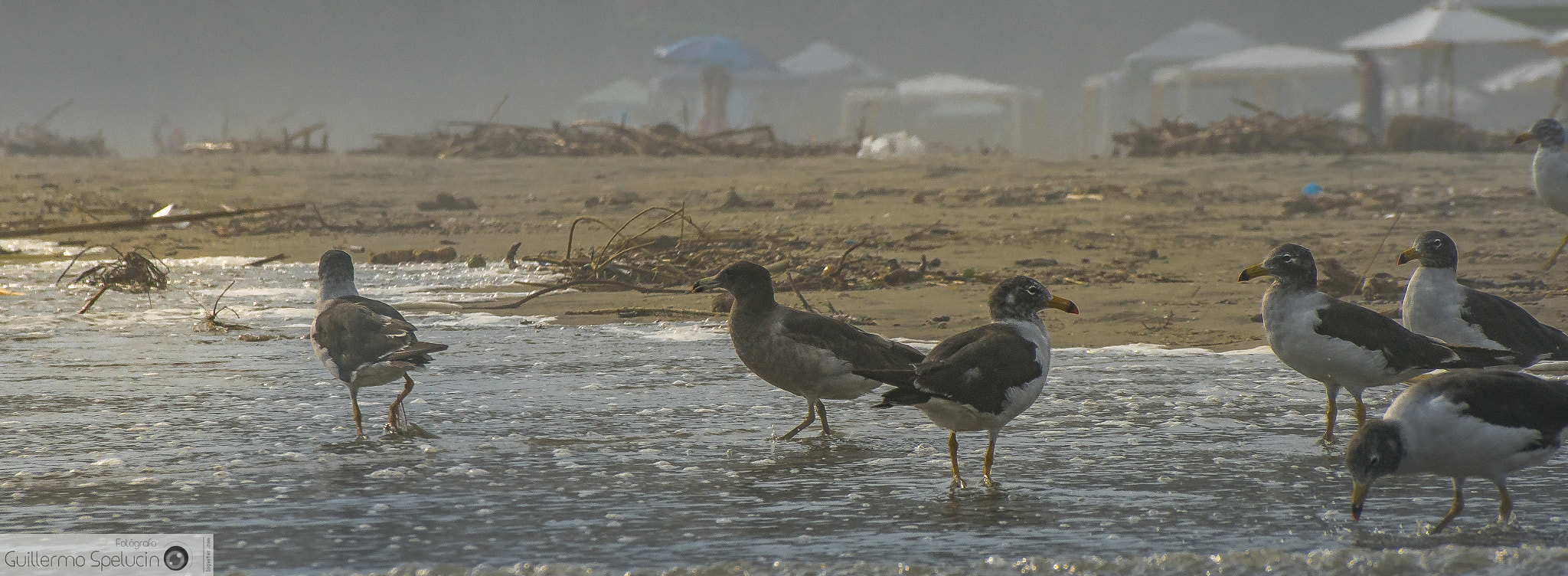 Sony DT 18-250mm F3.5-6.3 sample photo. Seagull beach photography