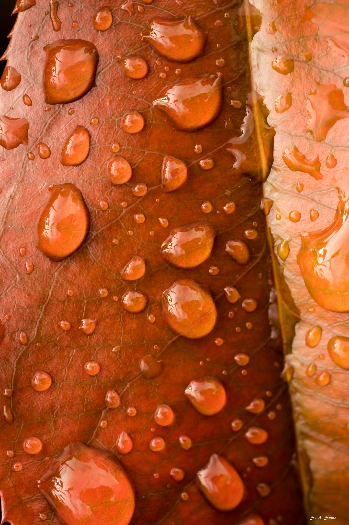 Sony a7 II + Sony FE 90mm F2.8 Macro G OSS sample photo. Freckles photography