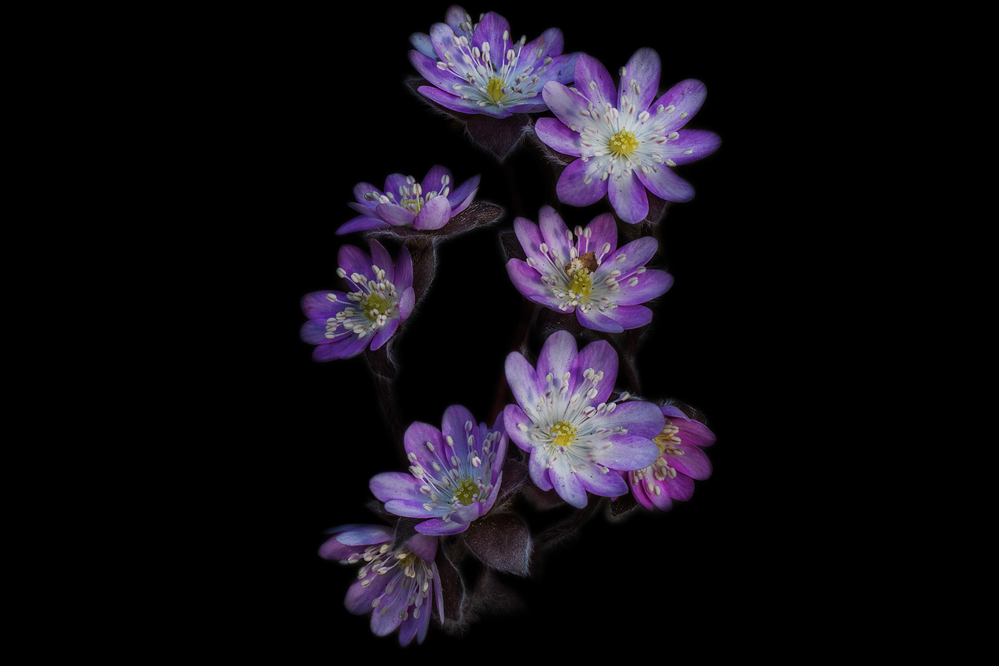 Sony a7R + Tamron SP AF 90mm F2.8 Di Macro sample photo. 편집 photography