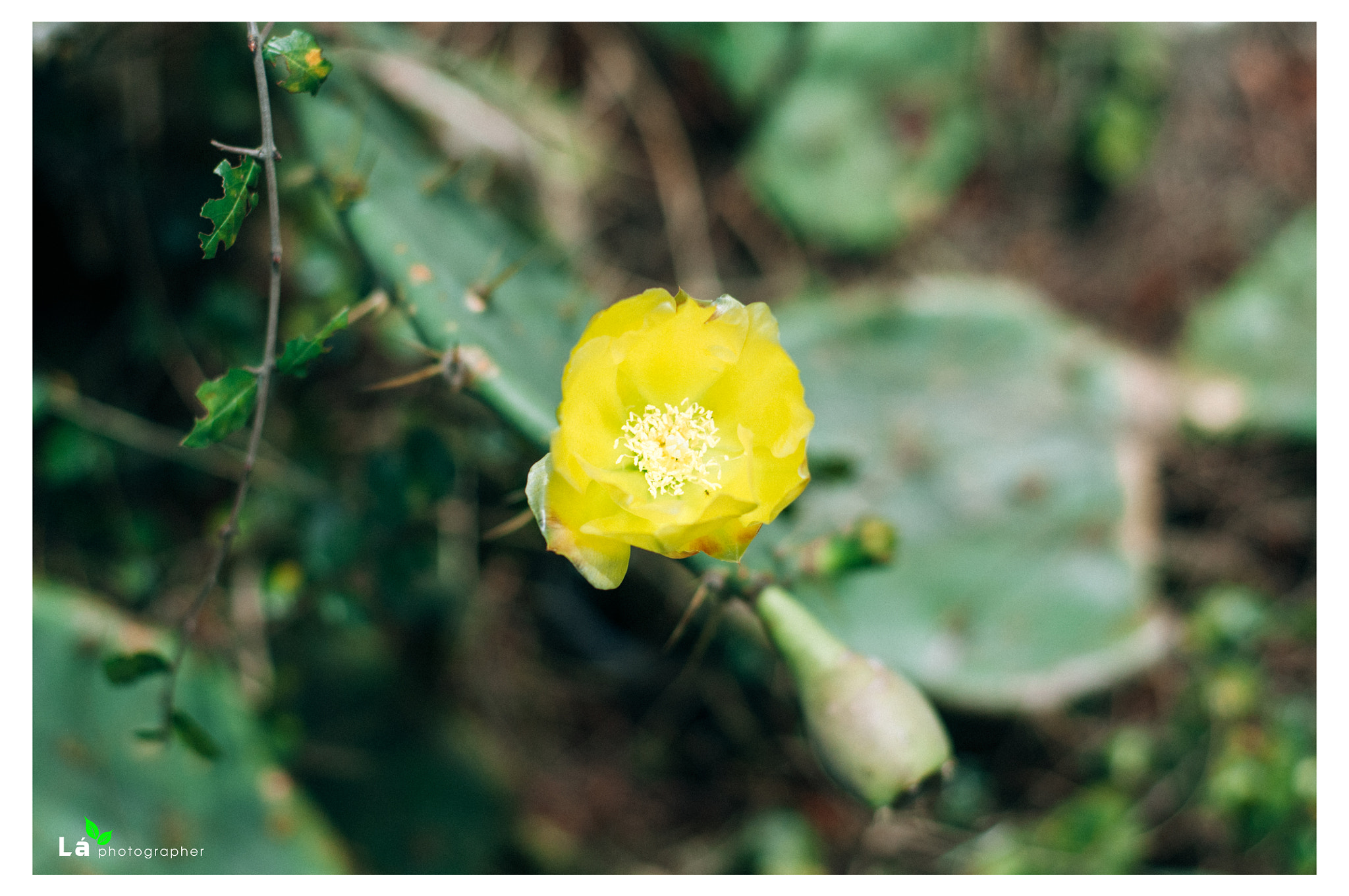 Nikon D300S + Nikon AF-S Nikkor 50mm F1.8G sample photo. Xương rồng cô tô photography