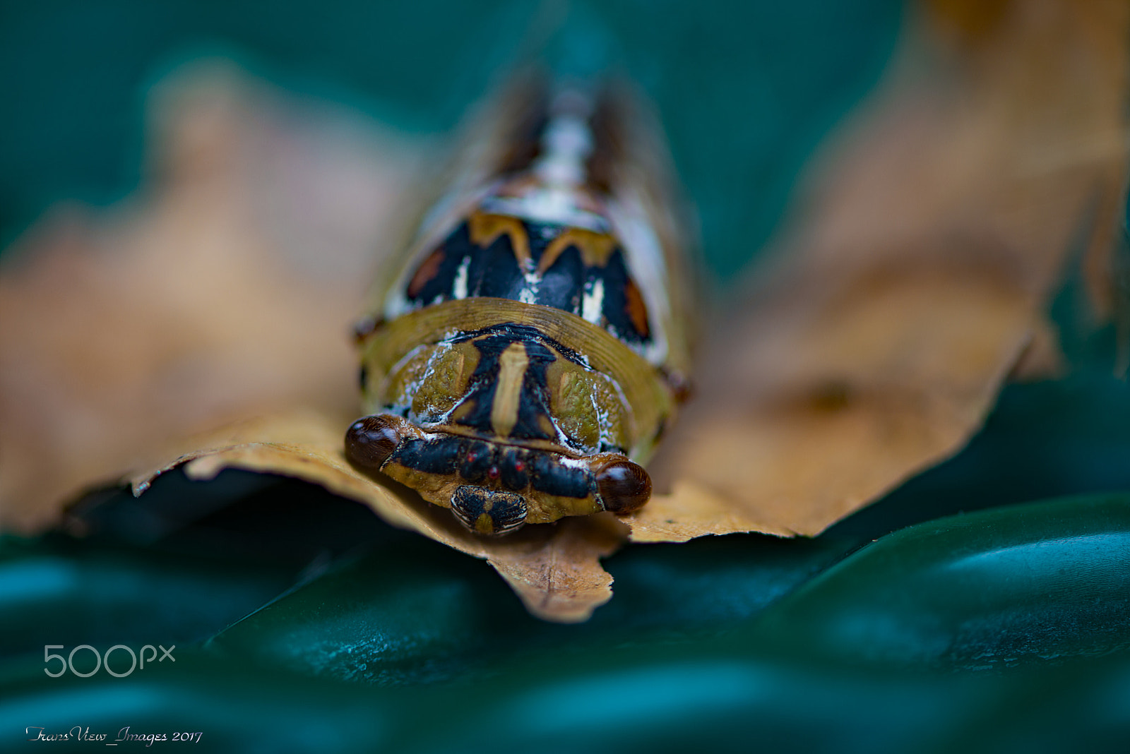 Nikon AF-S Micro-Nikkor 105mm F2.8G IF-ED VR sample photo. The song of cicada photography