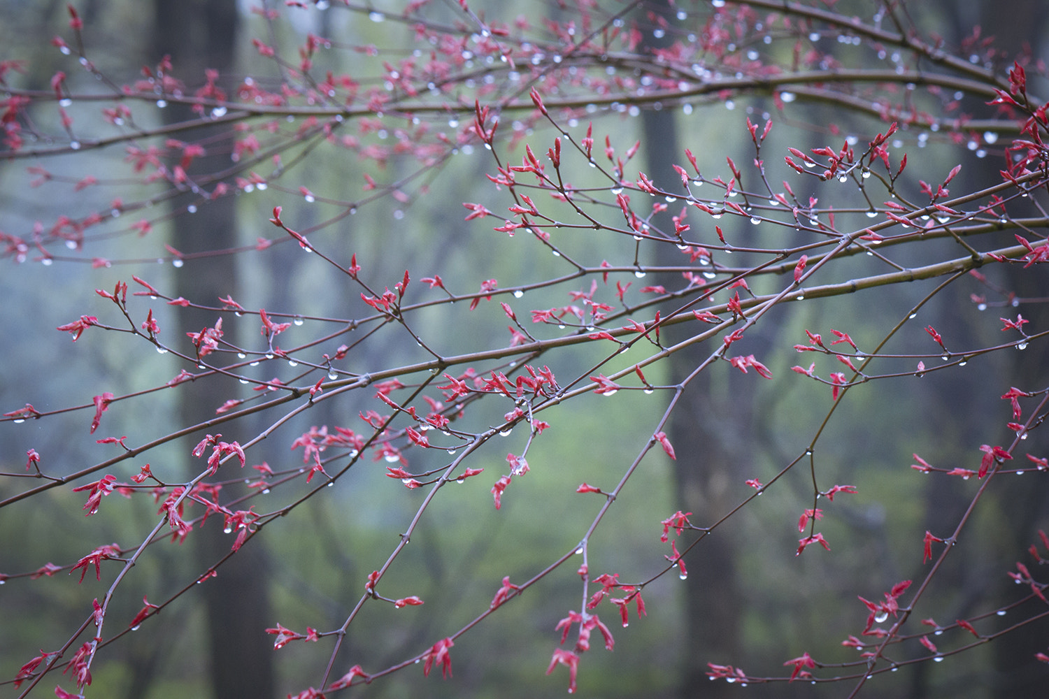 Canon EF-S 55-250mm F4-5.6 IS sample photo. Spring rain photography
