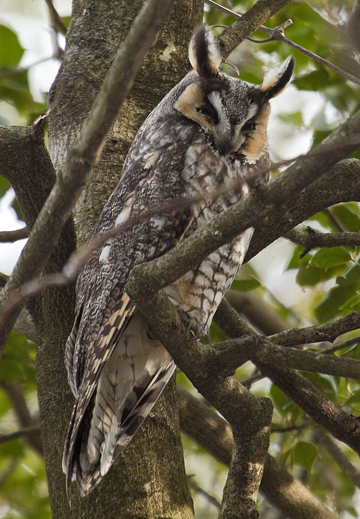 Canon EF 100-400mm F4.5-5.6L IS USM sample photo. Long eared owl, greenwich, ct, 2017 photography