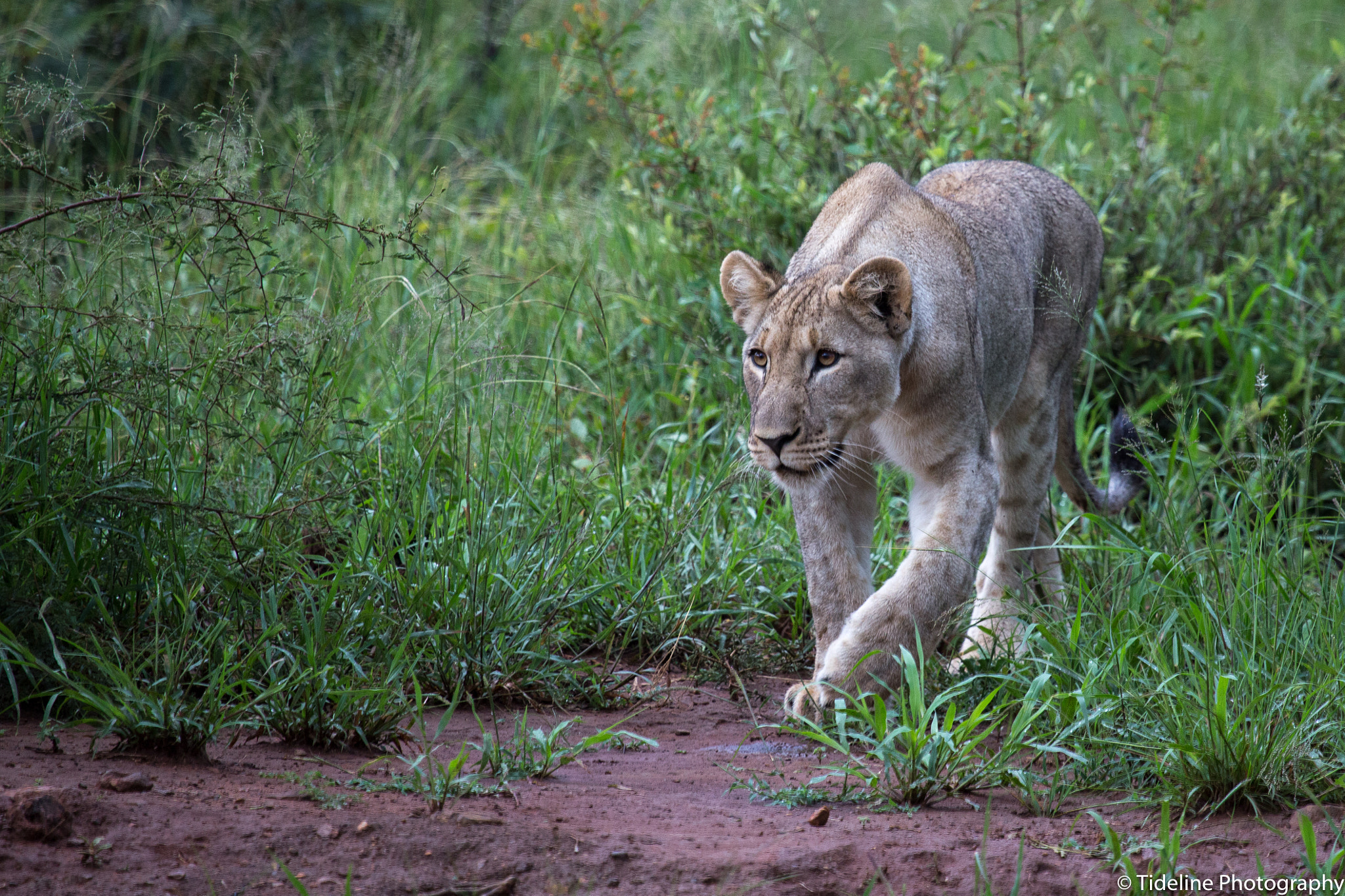 Canon EF 100-400mm F4.5-5.6L IS USM sample photo. On the prowl photography