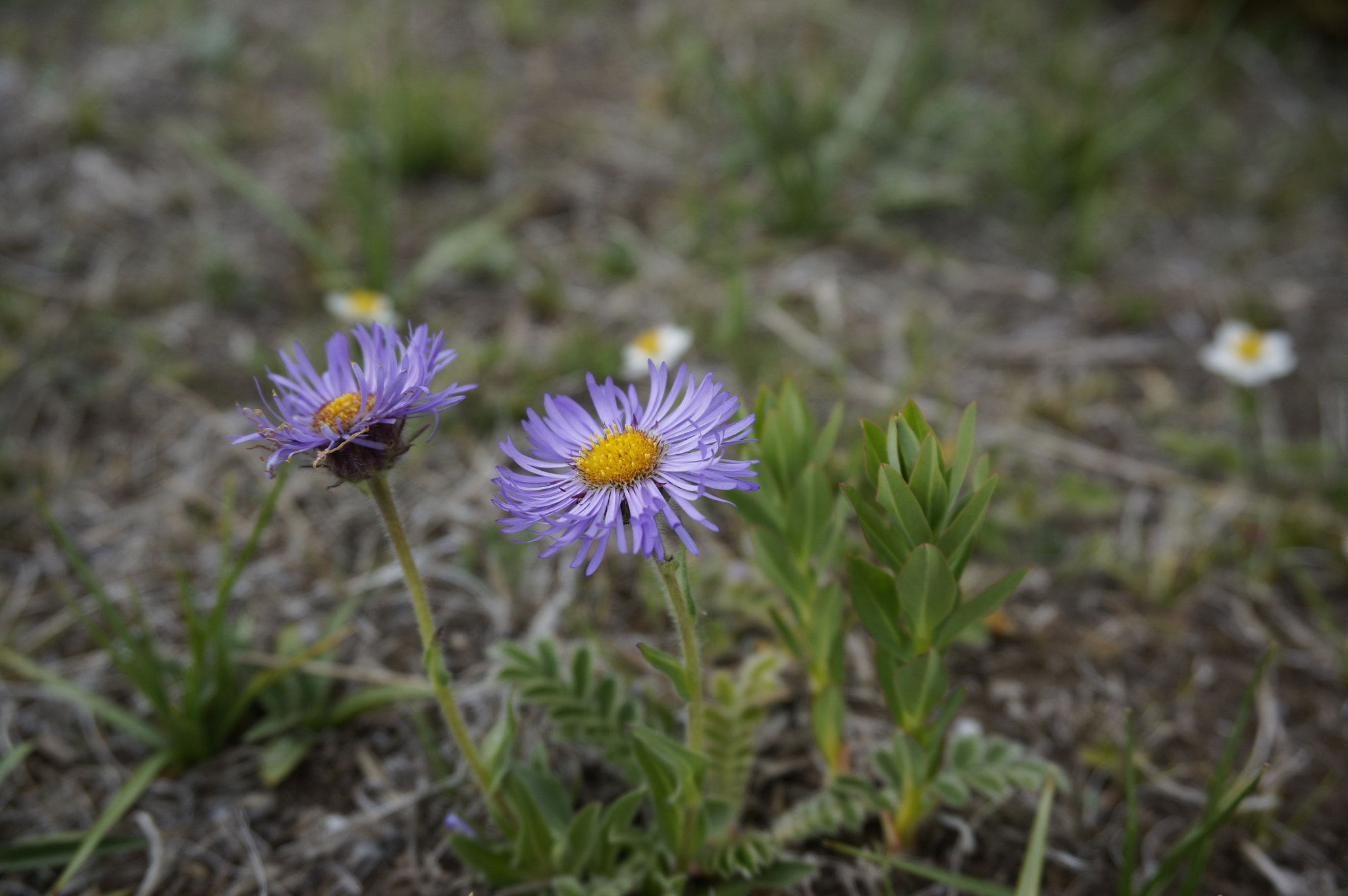Sony Alpha NEX-5R + Sony E 18-50mm F4-5.6 sample photo. Flower photography