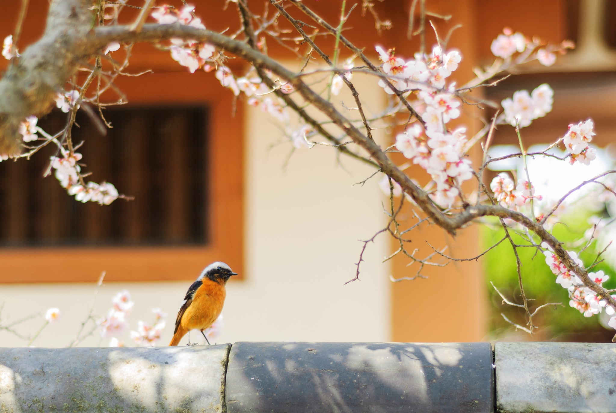 Nikon D200 + Nikon AF Nikkor 50mm F1.8D sample photo. 딱새 photography