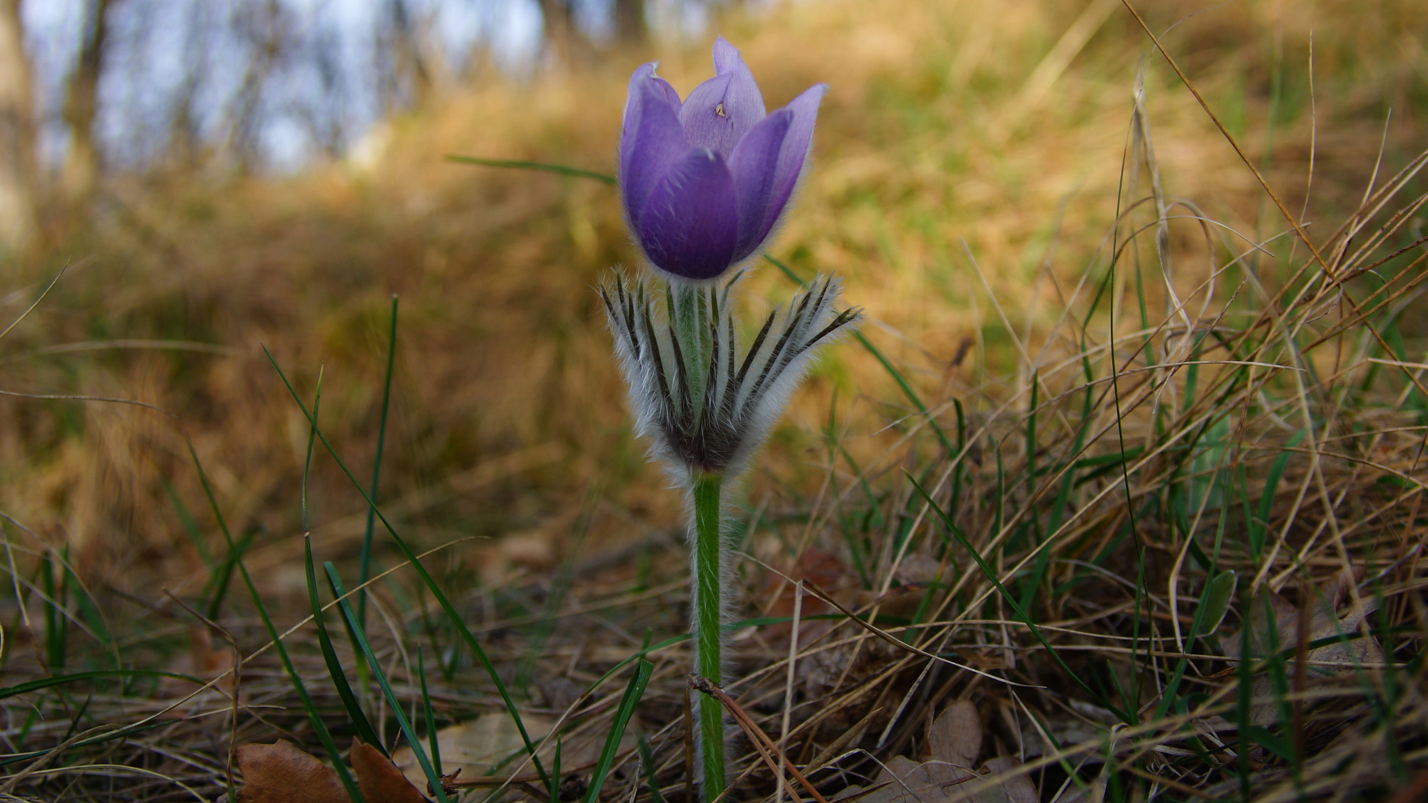 Sony SLT-A77 sample photo. Spring is here photography