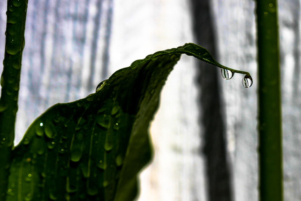 Canon EF 100mm F2.8 Macro USM sample photo. Googly eyed calla lily monster photography