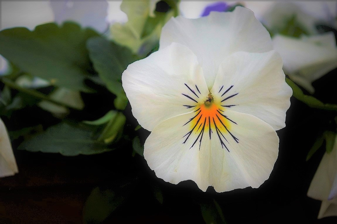 Pentax K100D Super sample photo. Viola flower, from sherwood forest. photography