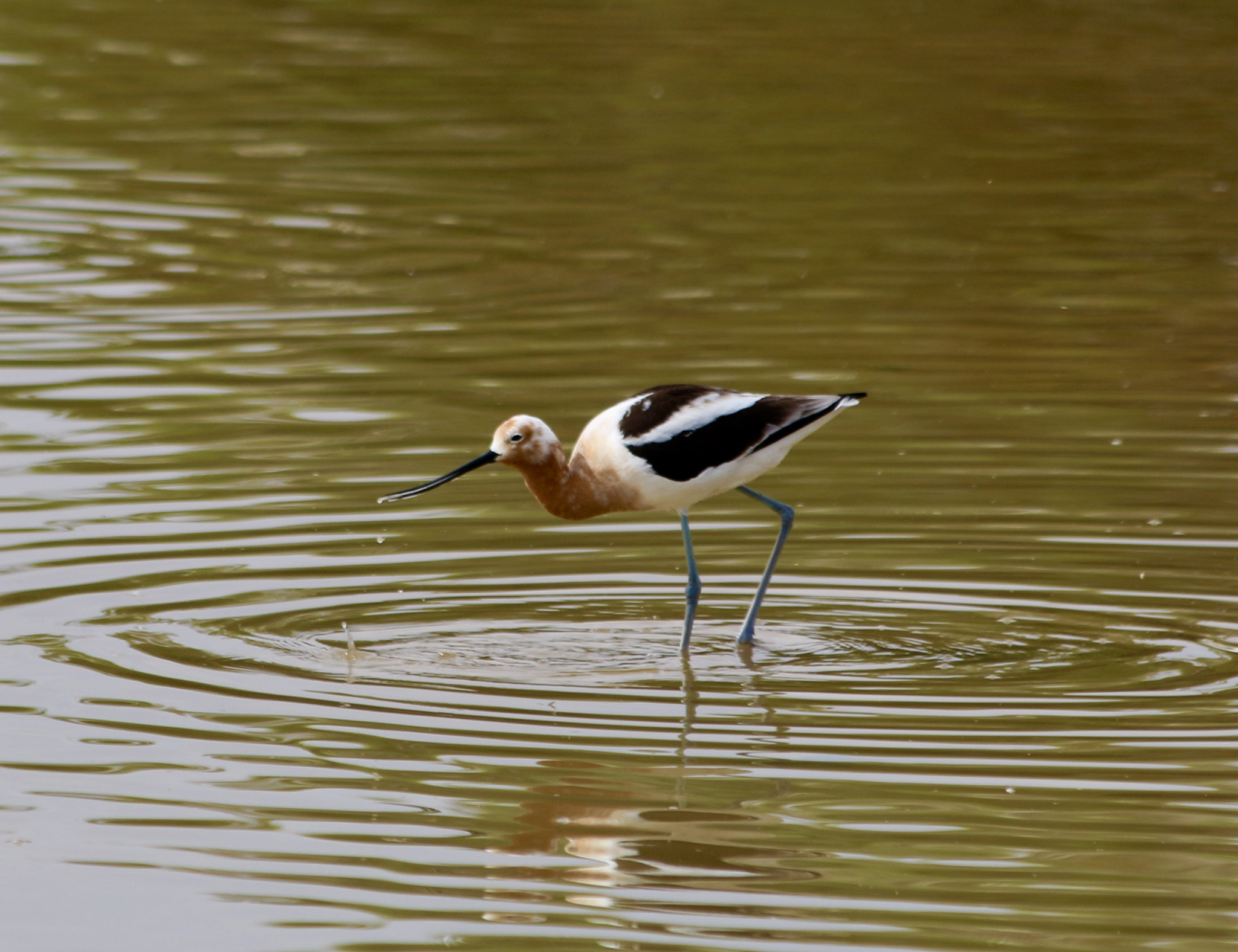 Canon EF 70-300mm F4-5.6 IS USM sample photo. American avocet photography