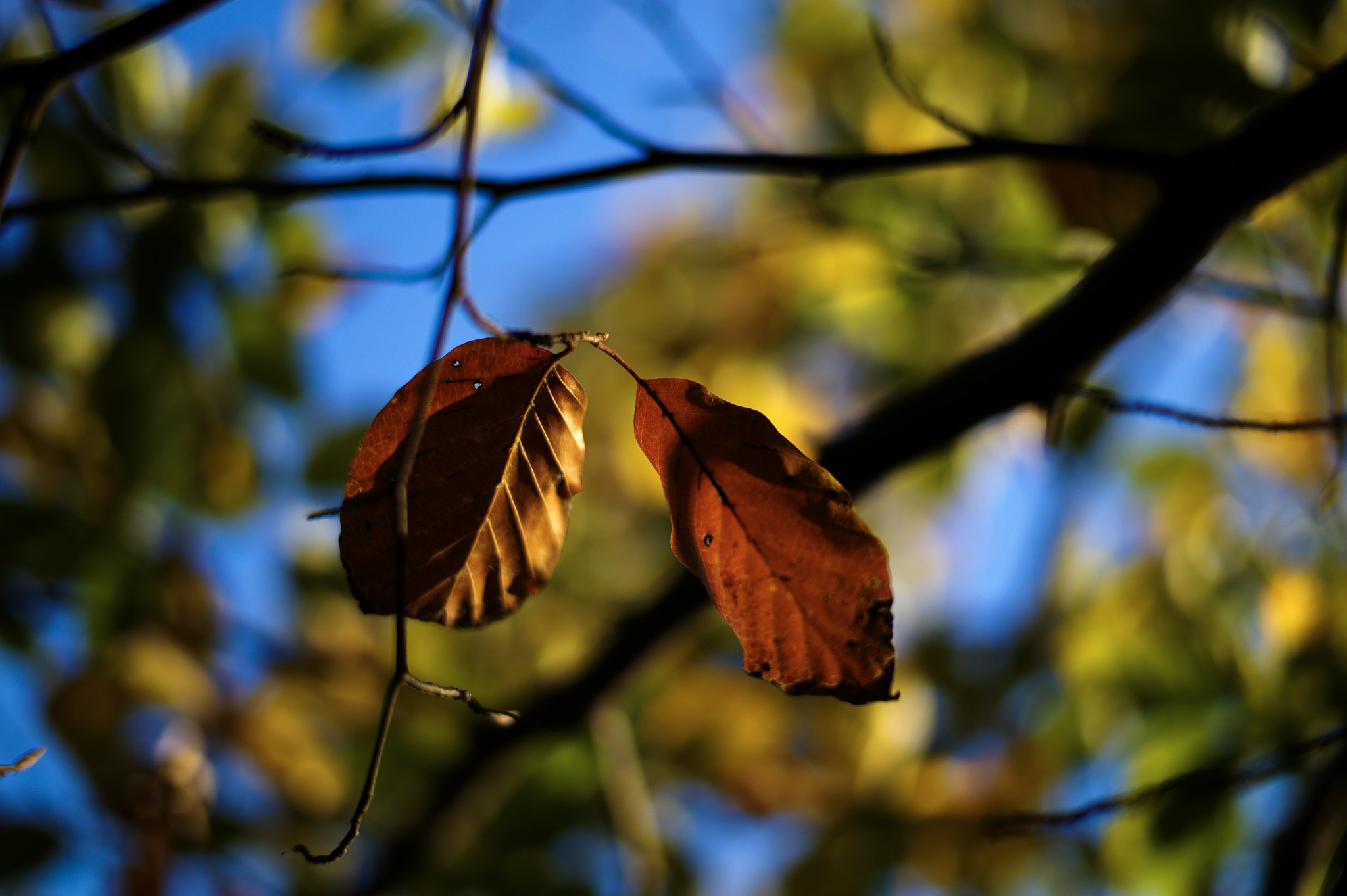 Leica M9 + Leica Summilux-M 50mm F1.4 ASPH sample photo. Earth day photography