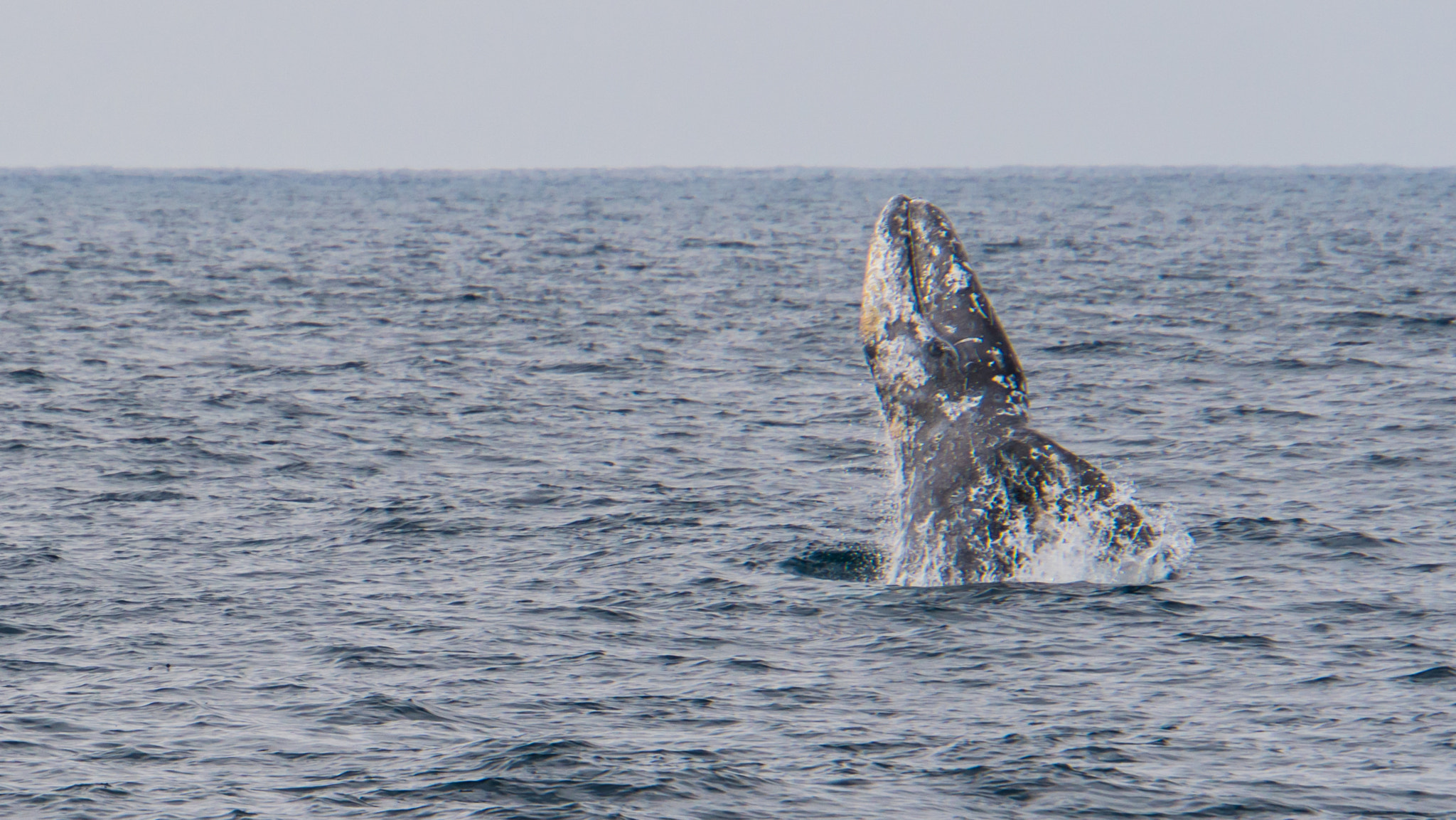 Sony a6500 sample photo. Joyful sea life photography