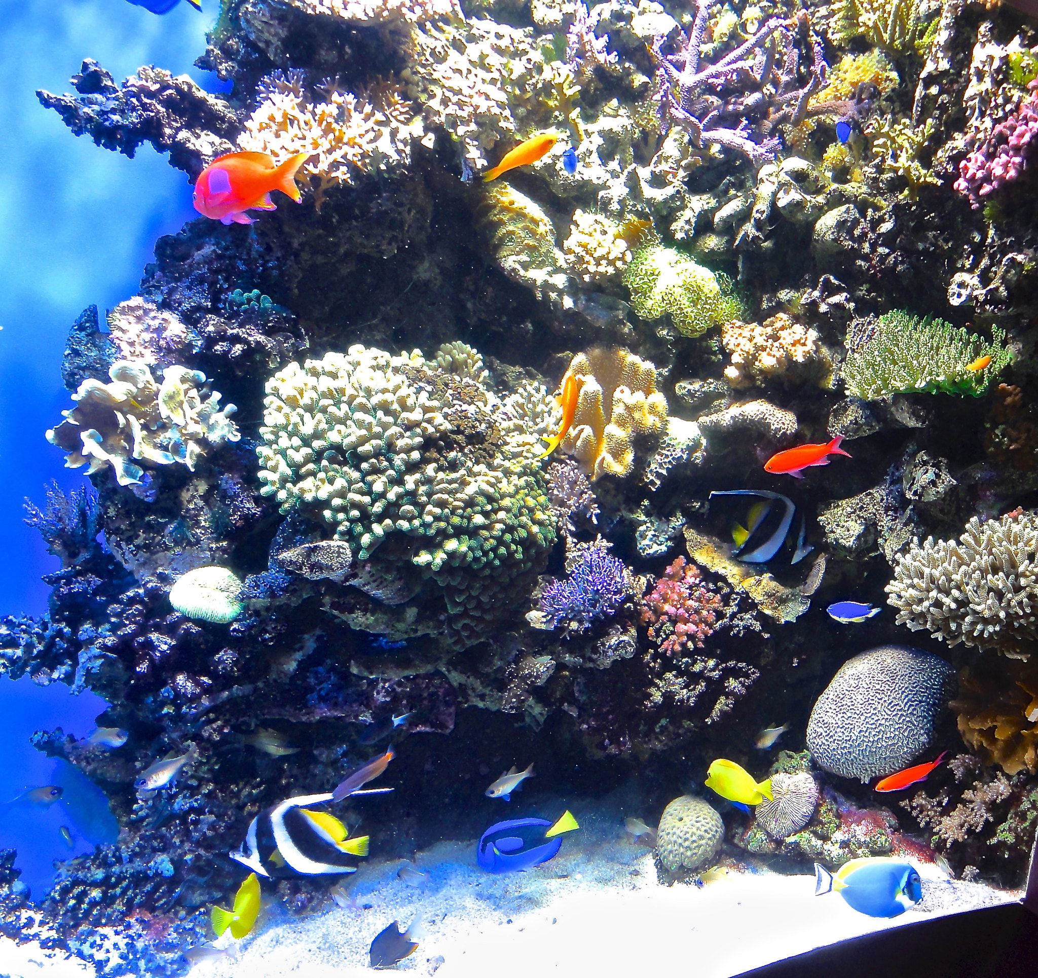 Sony DSC-HX5V sample photo. Monterey bay aquarium photography