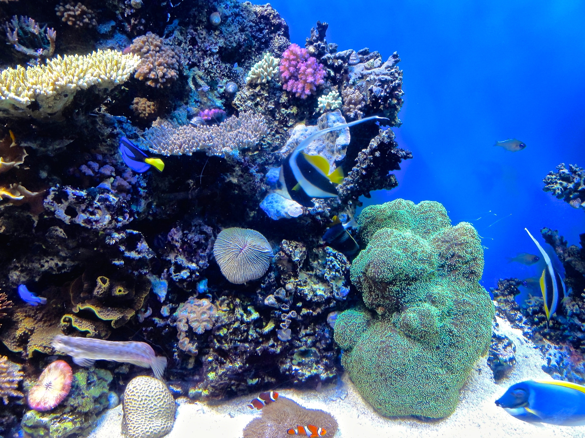 Sony DSC-HX5V sample photo. Monterey bay aquarium photography