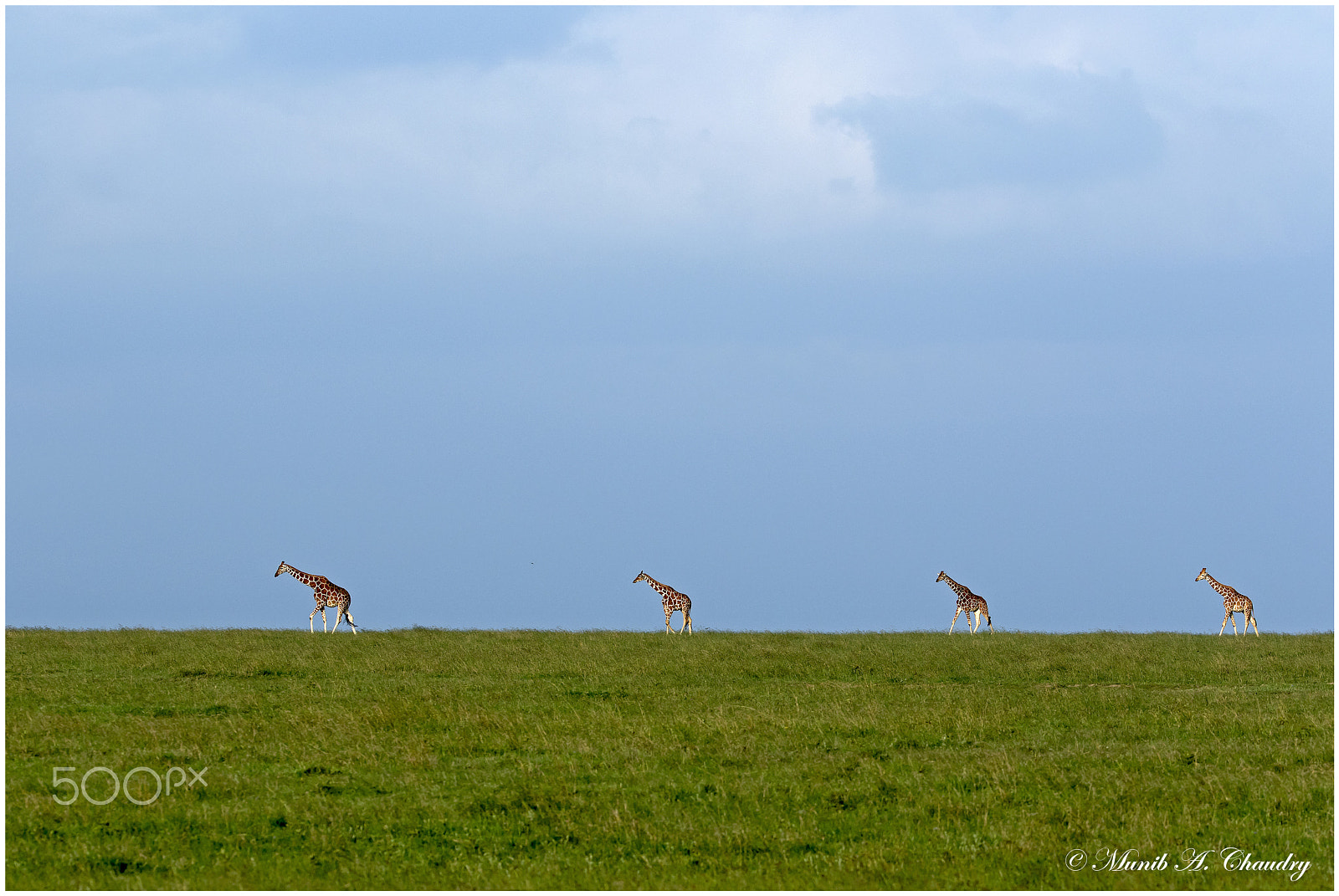 Canon EF 200-400mm F4L IS USM Extender 1.4x sample photo. The four giants! photography