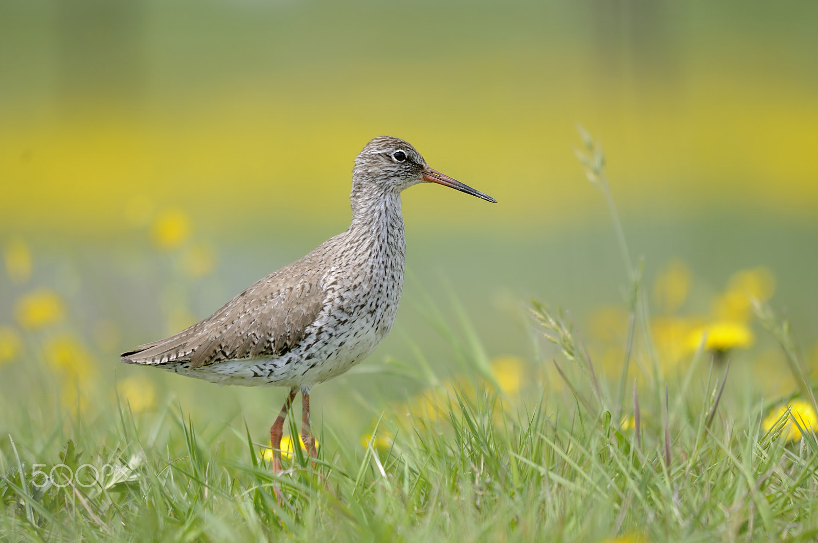 Nikon D300S + Sigma 150-500mm F5-6.3 DG OS HSM sample photo. Common redshank photography