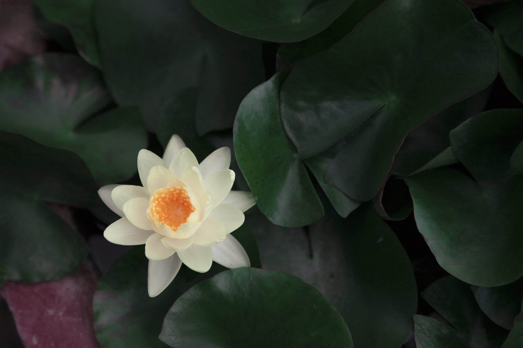 Canon EOS 5D sample photo. Beauty in the dark photography