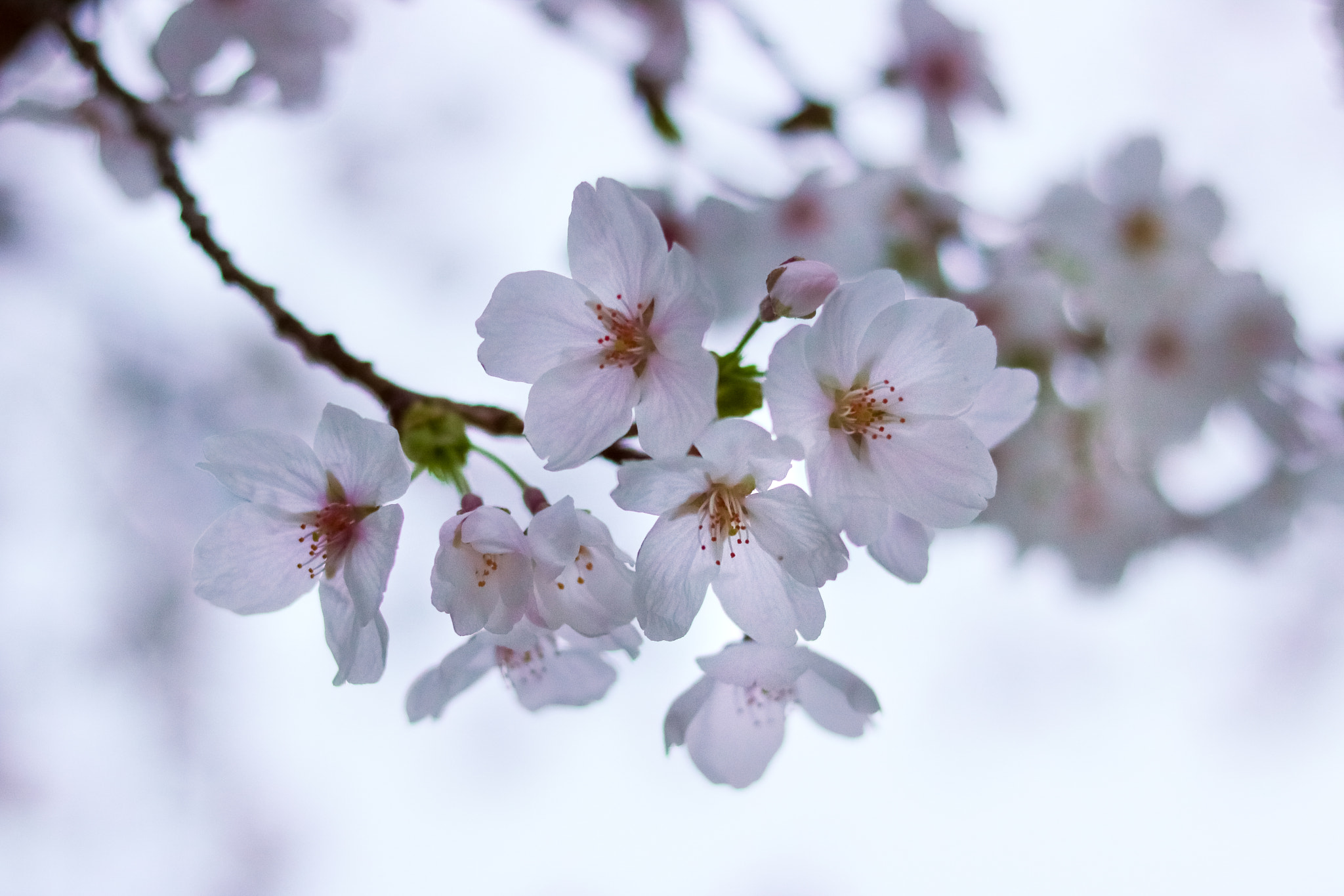 Canon EOS 750D (EOS Rebel T6i / EOS Kiss X8i) sample photo. Blossoms photography