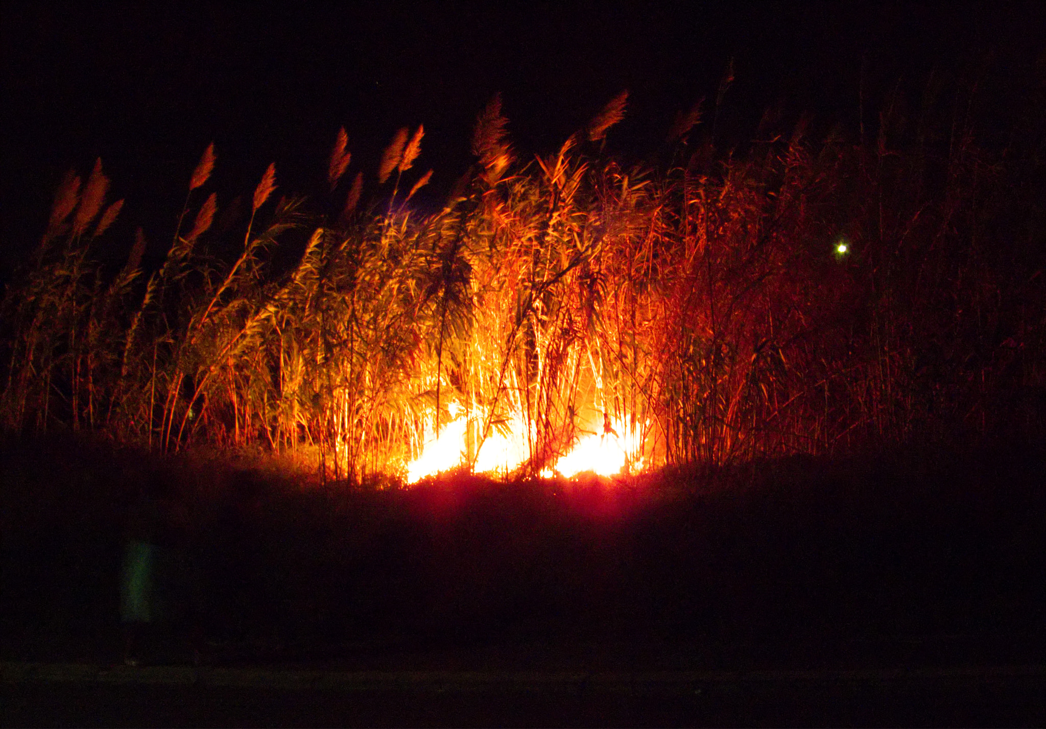 4.3 - 215.0 mm sample photo. Burning bush ii photography