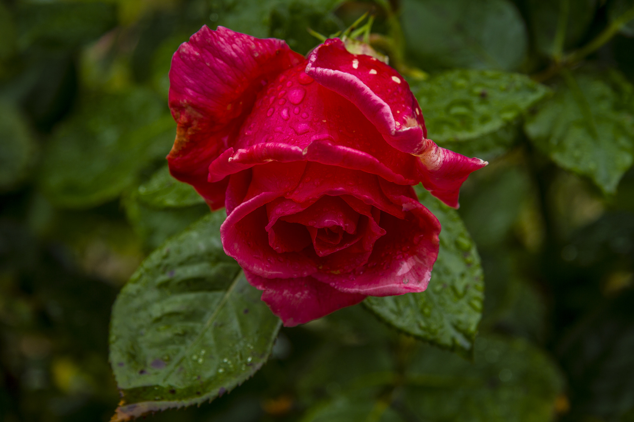 Canon EOS 60D + Canon EF-S 17-85mm F4-5.6 IS USM sample photo. Rose 'leaping salmon' photography