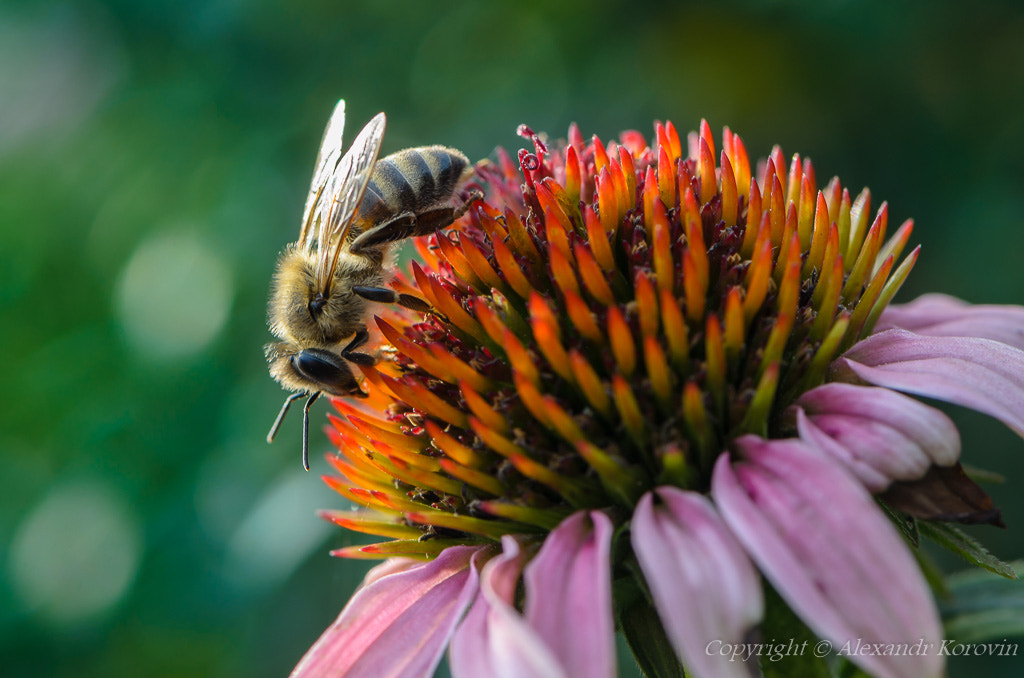 Nikon D5100 + Nikon AF-S Micro-Nikkor 105mm F2.8G IF-ED VR sample photo. Honey bee pollinates the flower echinacea photography