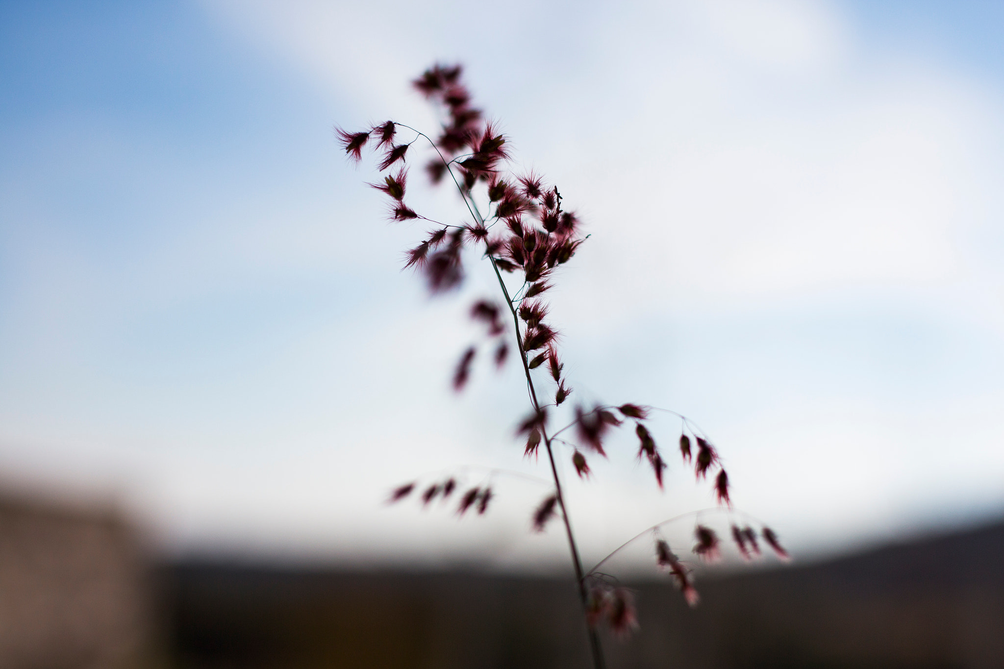 Canon EF 40mm F2.8 STM sample photo. Espiga photography