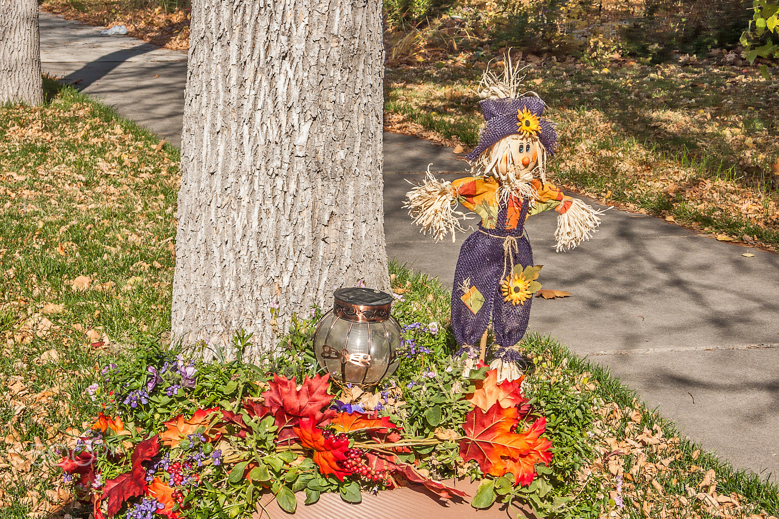 Panasonic DMC-LX2 sample photo. Scarecrow in purple photography