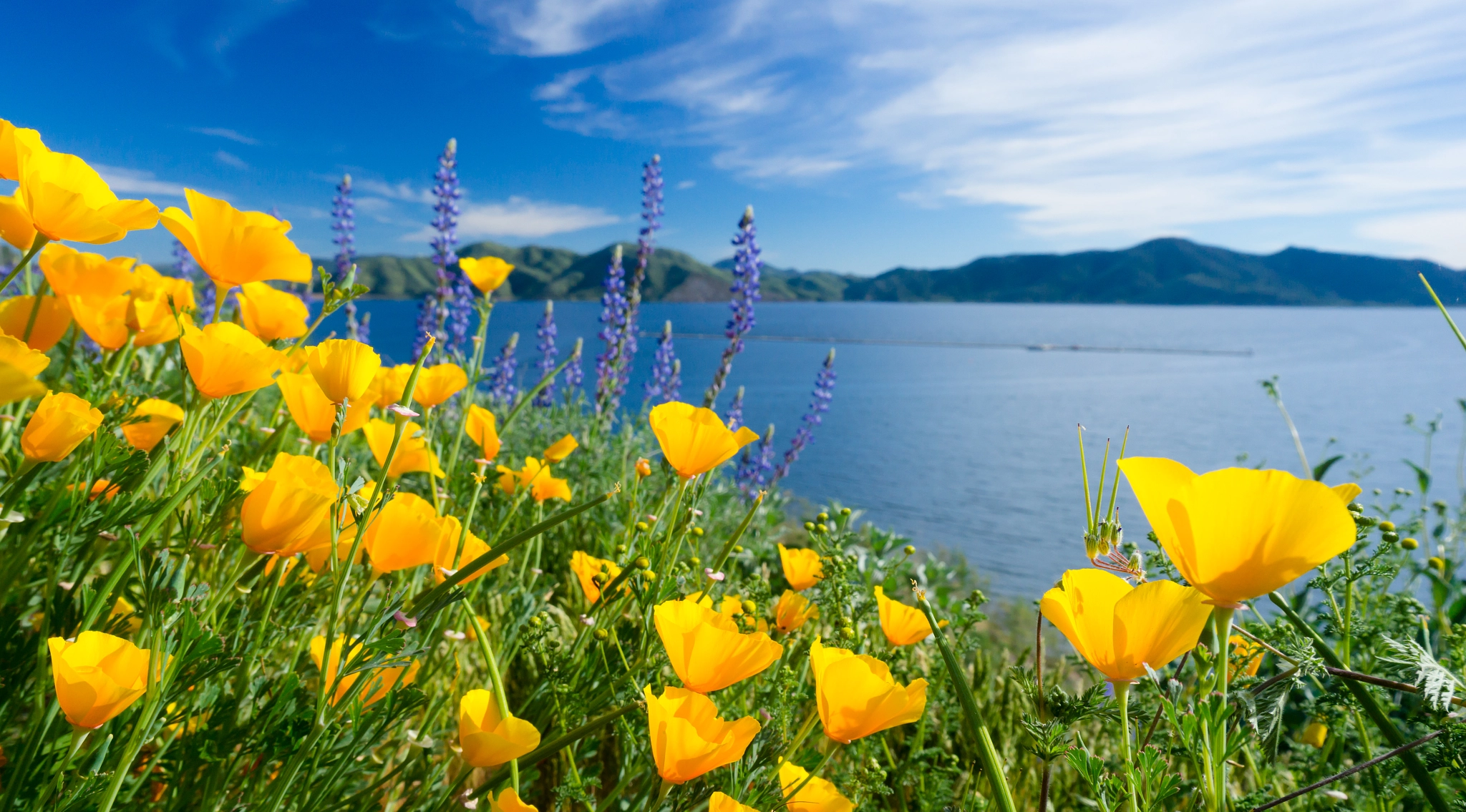 Sony Alpha NEX-6 + Sony E 10-18mm F4 OSS sample photo. Bloom photography