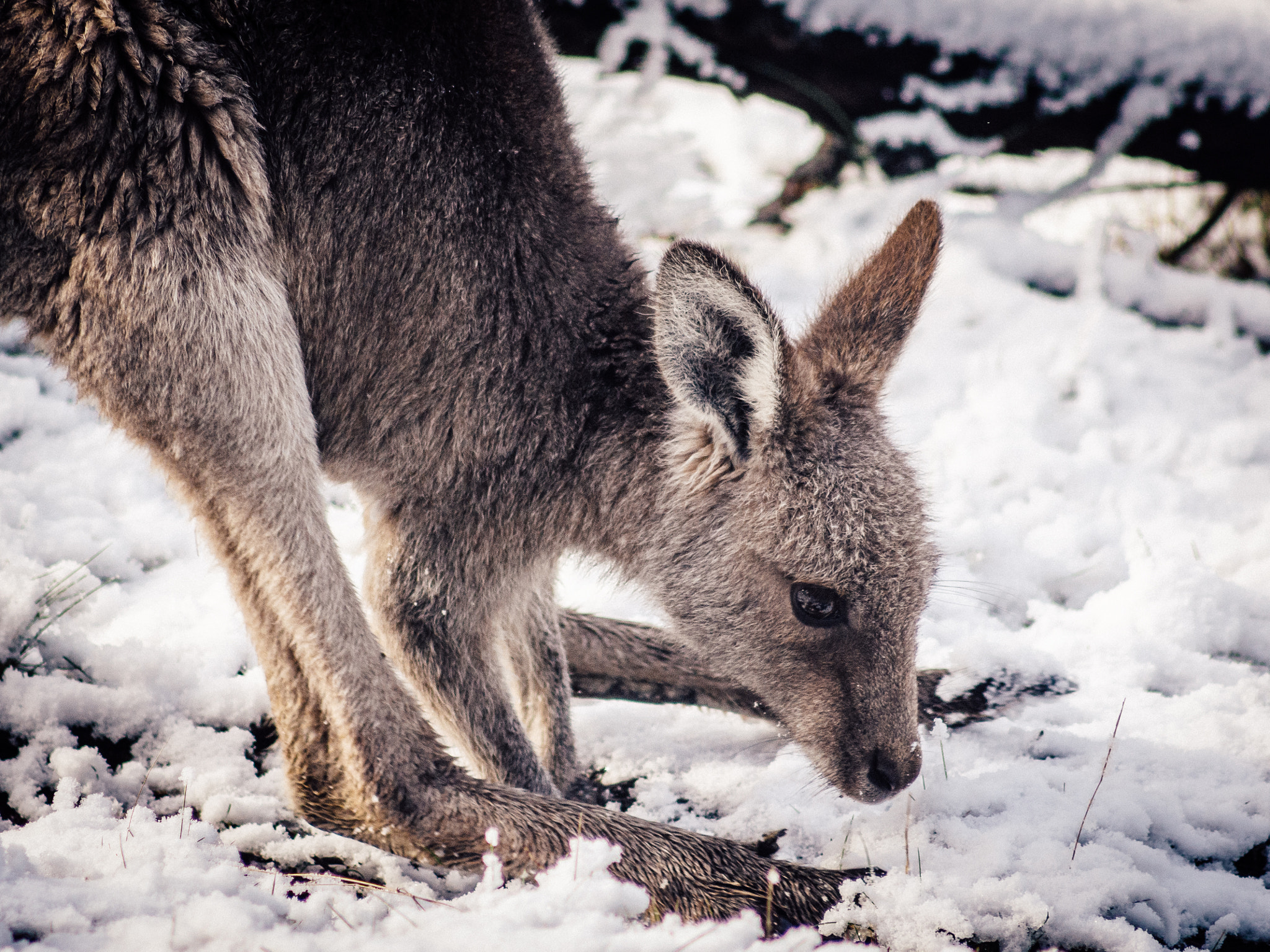 Sigma 70-300mm F4-5.6 APO DG Macro sample photo. Kangaroo confused by alien substance photography
