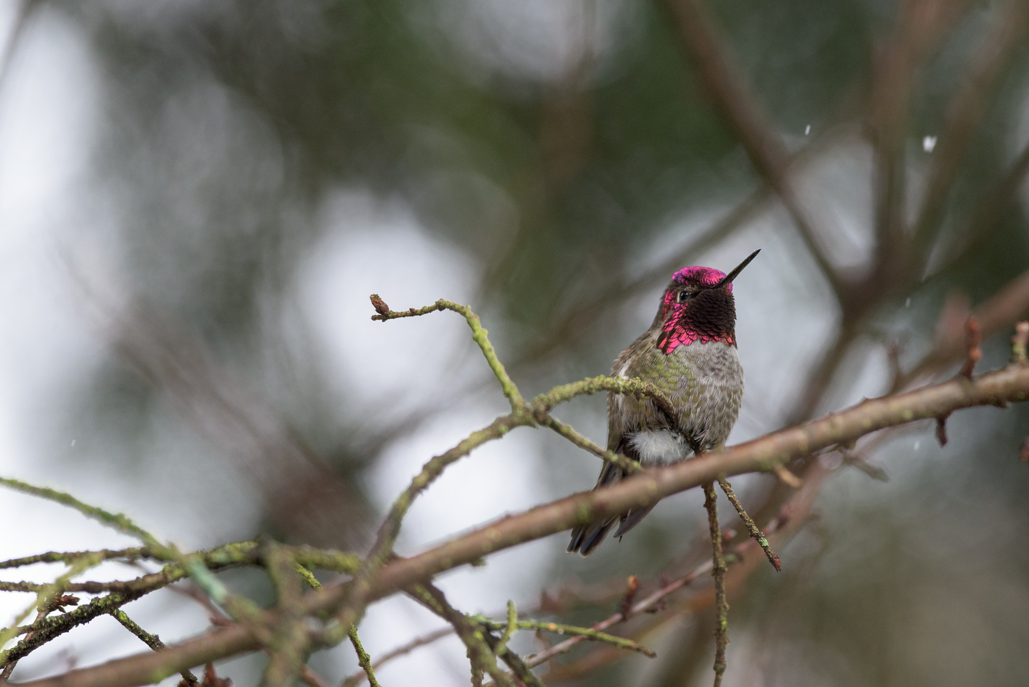 Nikon D810 + Nikon AF-S Nikkor 300mm F4D ED-IF sample photo. Winter prince photography